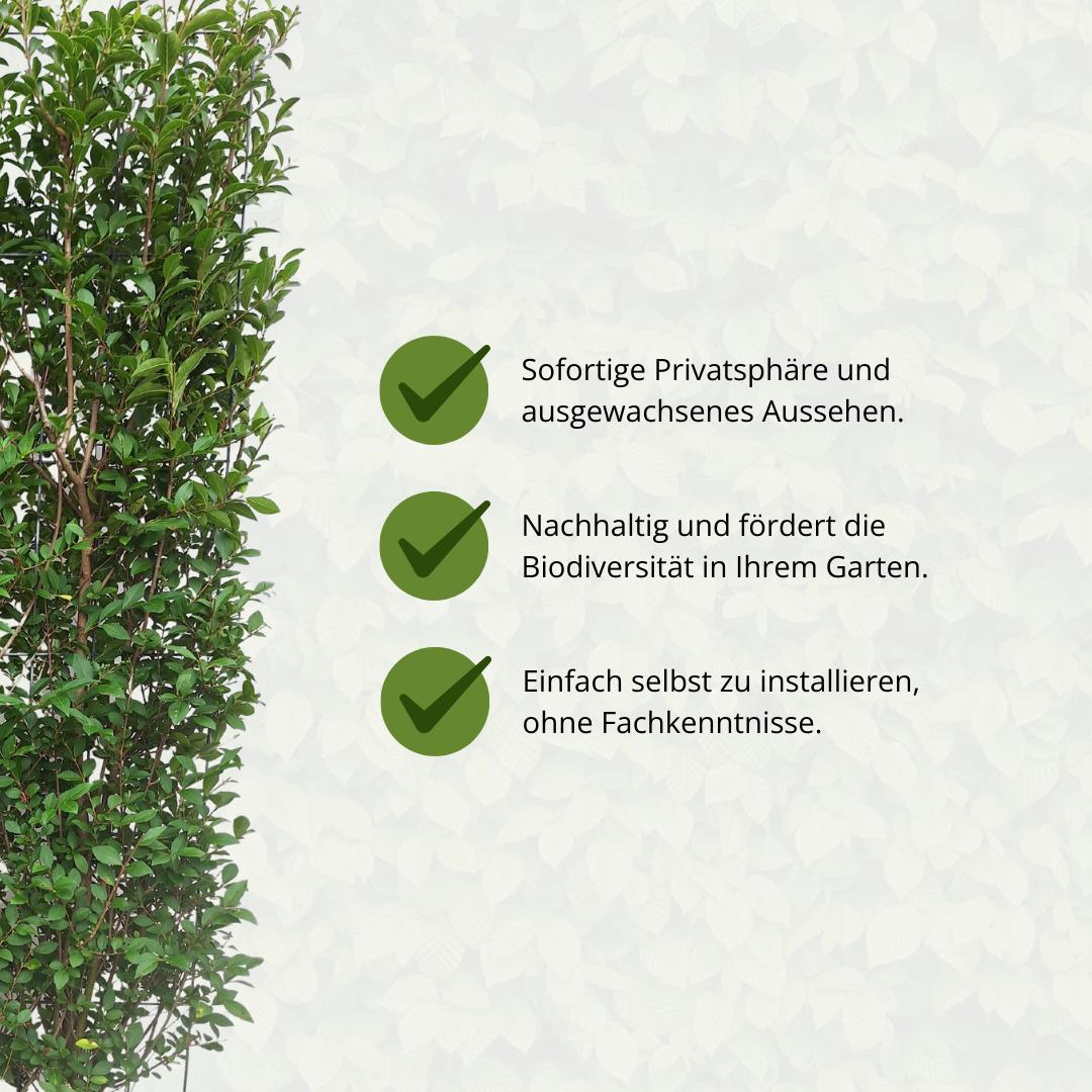 Japanischer Liguster - Ligustrum Ovalifolium - Ligusterhecke - Fertighecke - 120 x 180 cm