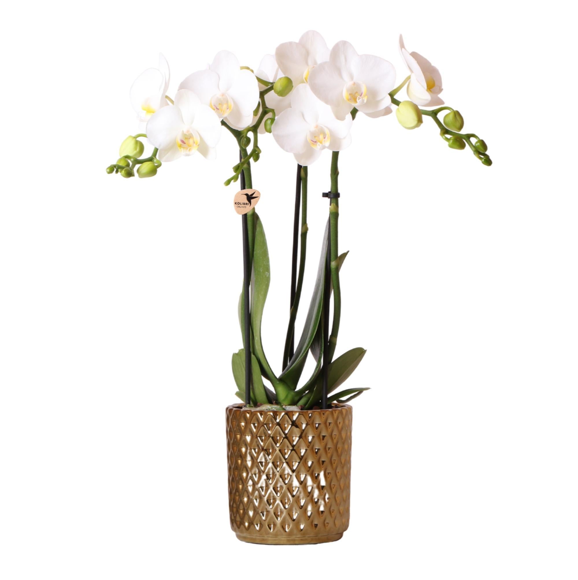 Orchidee weiße Phalaenopsis Amabilis + Diamant-Dekotopf gold - Topfgröße Ø9cm - 40cm hoch | blühende Zimmerpflanze im Blumentopf - frisch vom Züchter