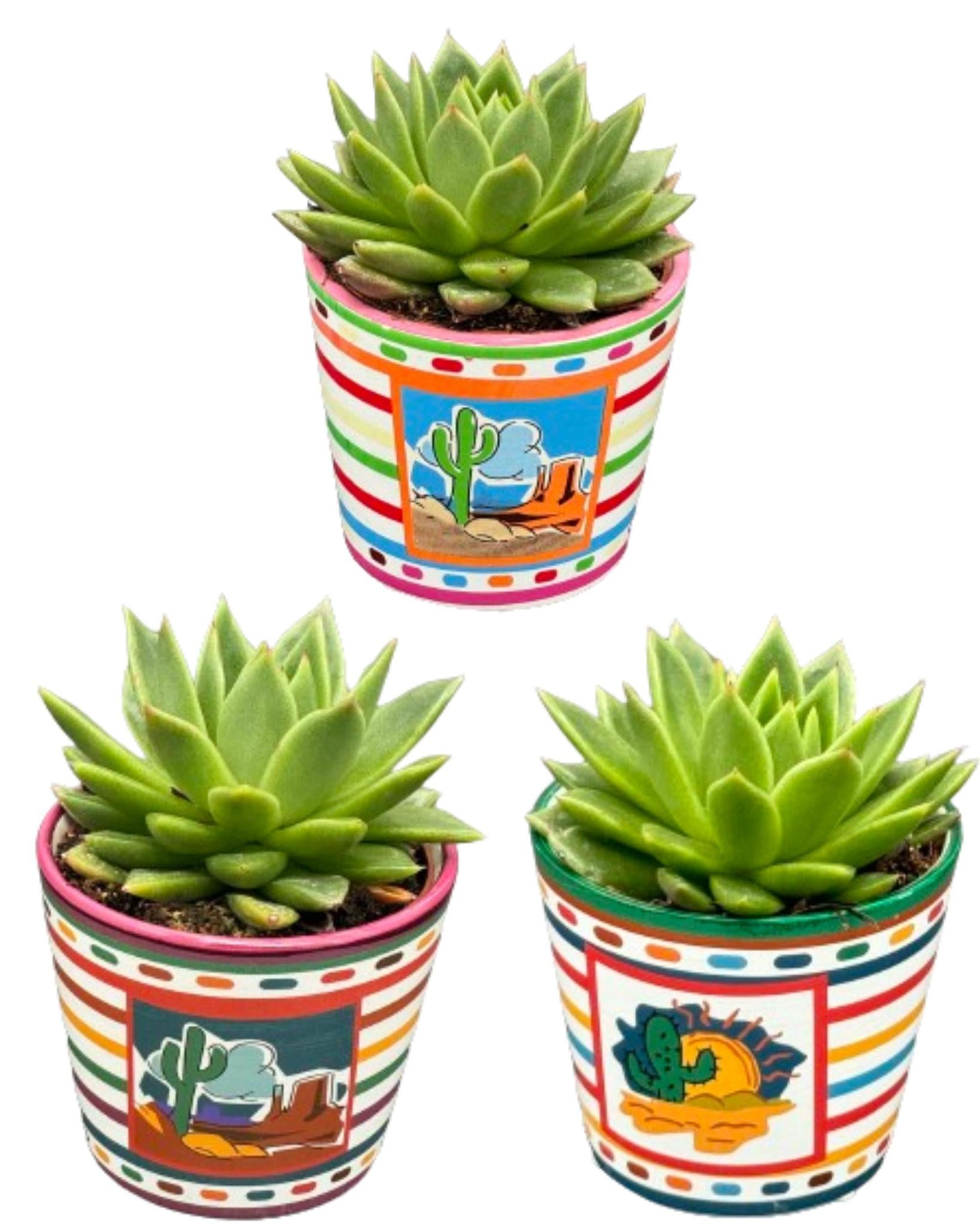 Sukkulenten Set - Echeveria Agavoides - 8.5cm Ø - 9-14cm - im bunten Mexiko Topf    3 Stück