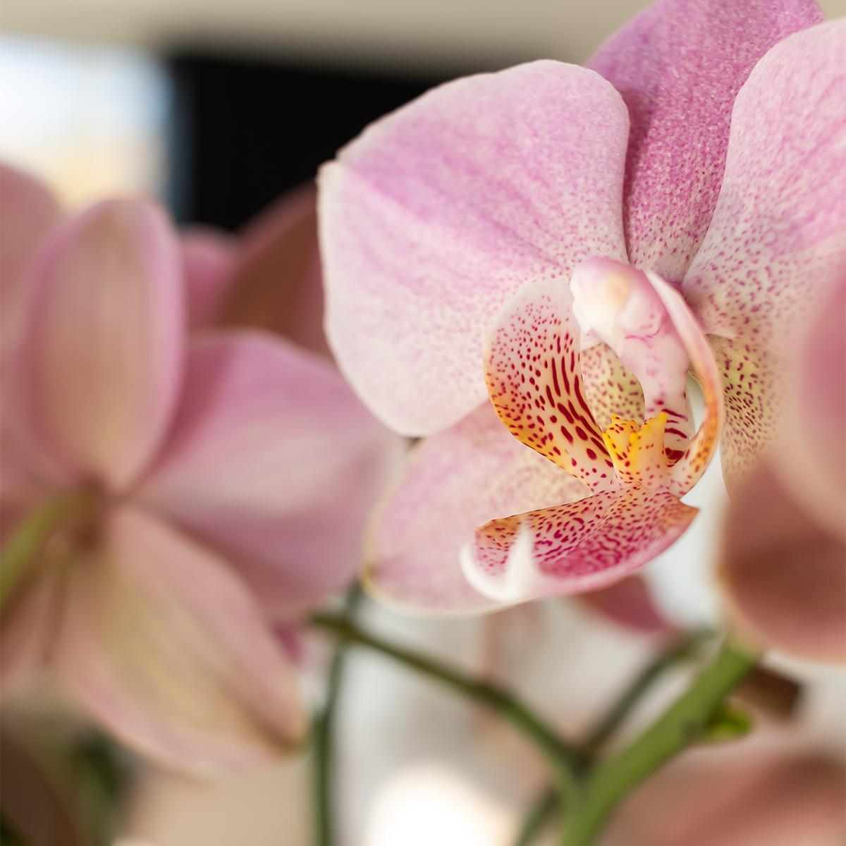 Orchidee Altrosa Phalaenopsis Orchidee - Jewel Treviso - Topfgröße Ø12cm | blühende Zimmerpflanze - frisch vom Züchter