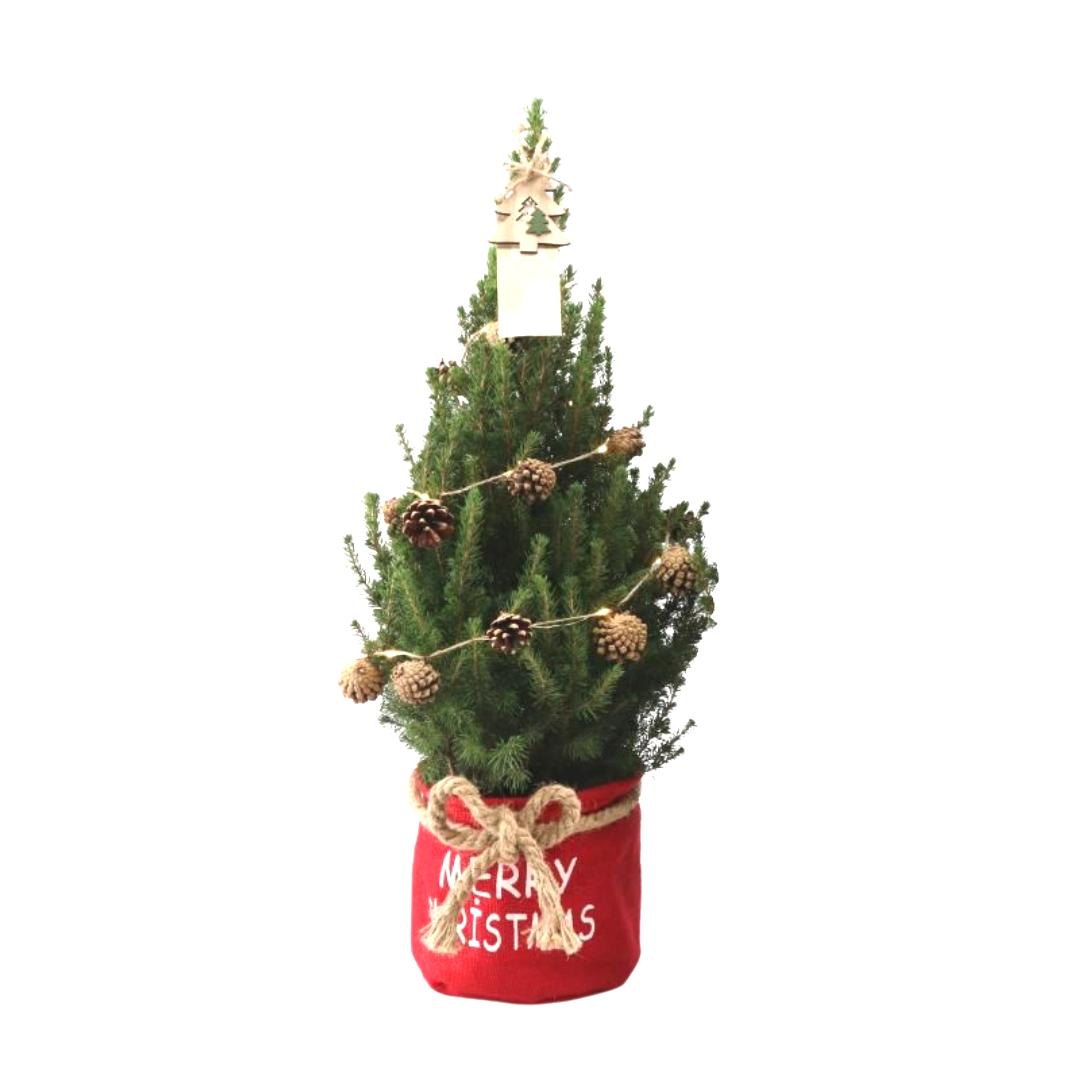 Kleine Weihnachtsbaum in Xmas Sack rot - 70 cm - Picea Glauca Conica - inklusive Tannenzapfenbeleuchtung und Batterien