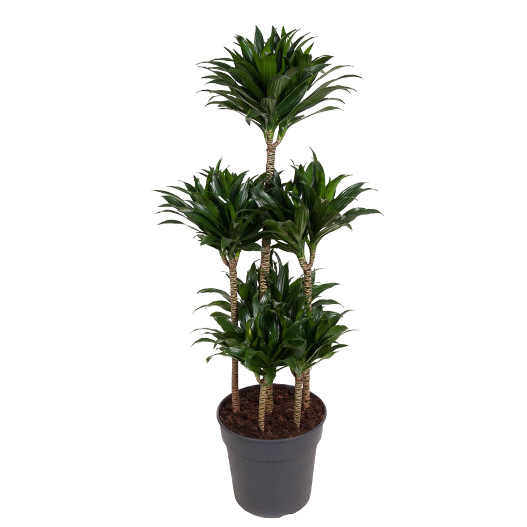 Drachenbaum Janet Craig Compacta - Dracaena Janet Craig Compactal - 130 cm - ø31