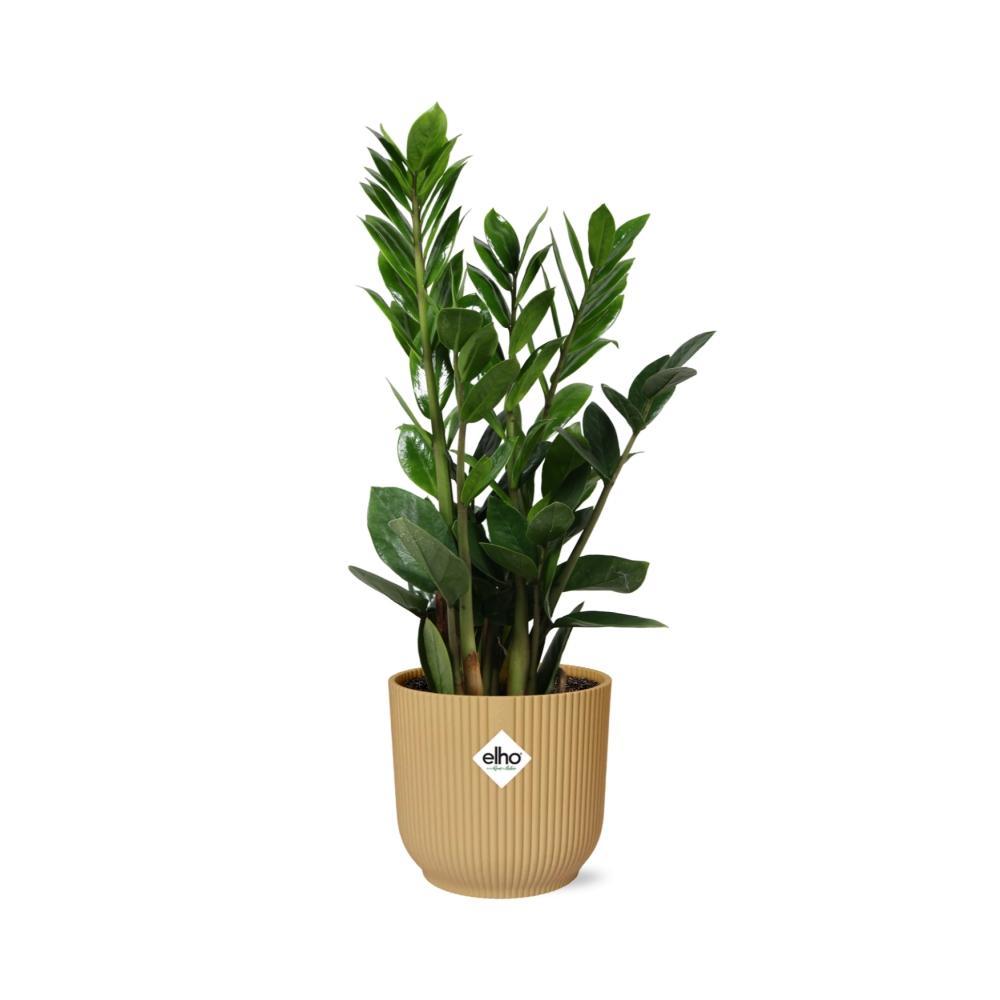 Zamioculcas – Hoogte 45-50 in ELHO Vibes Fold 14cm geel   Topf gelb