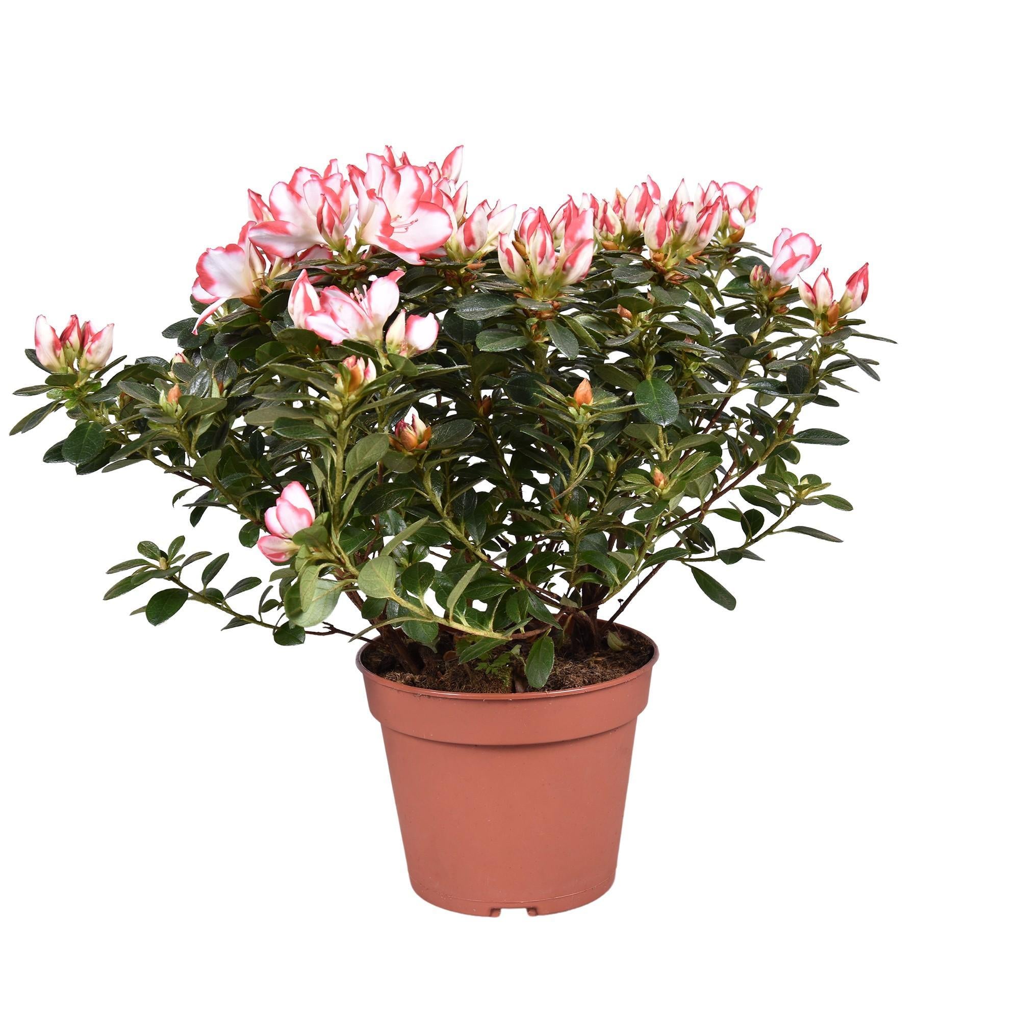 Azalee 'Sachsenstern' Bicolor Rot-Weiß - Azalea 'Sachsenstern' Bicolor Rood/wit 14cm - Ø14cm - ↕30cm