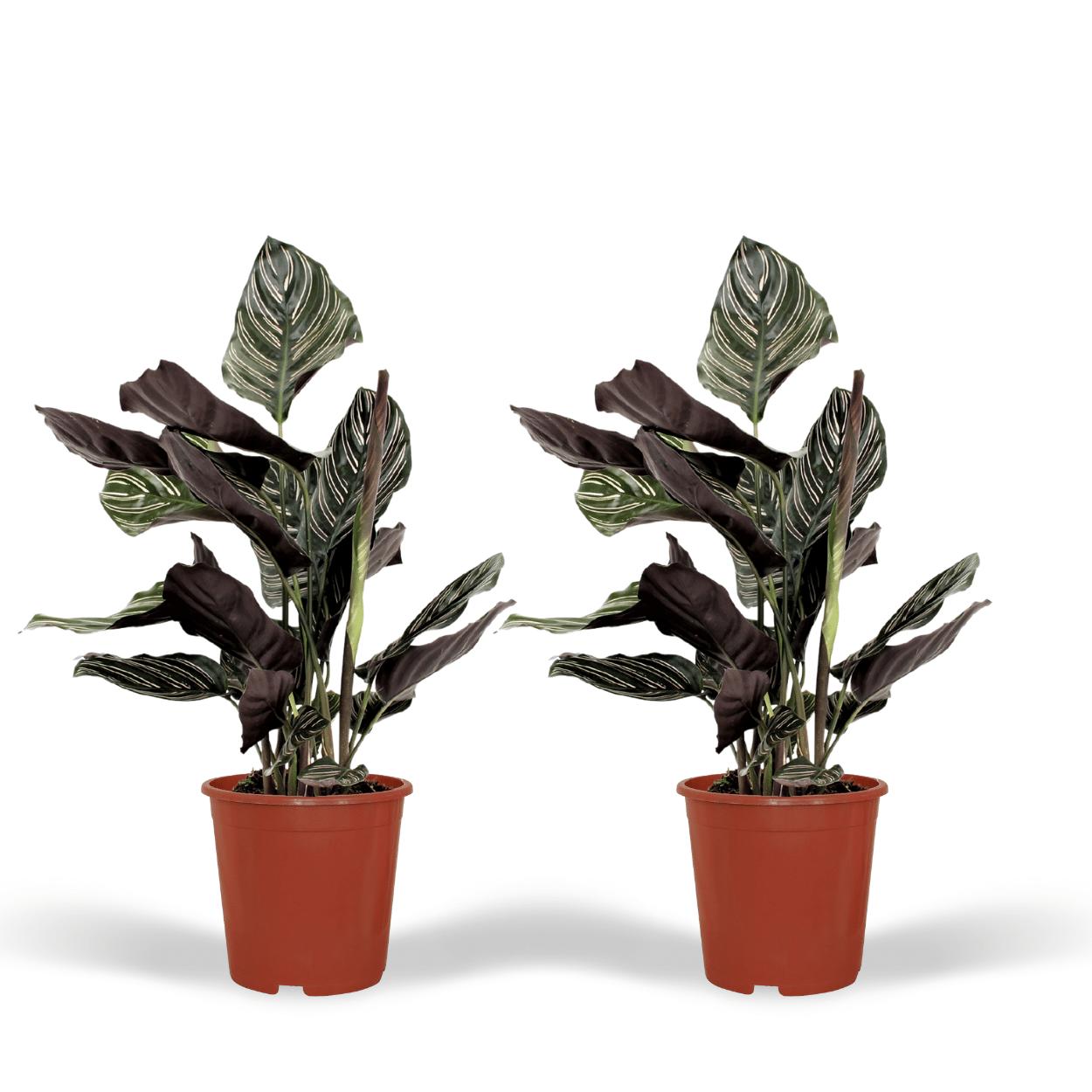 2x Calathea Ornata - pauwenplant - 50cm - ø14