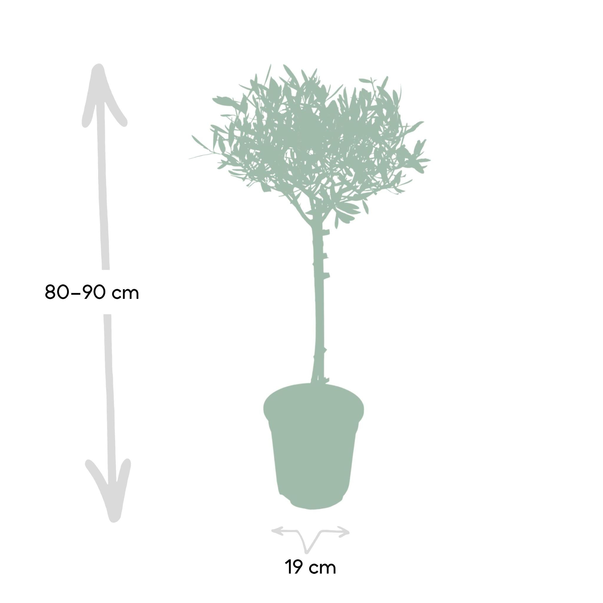 Olivenbaum - Olea - Ø19cm - ↕90cm