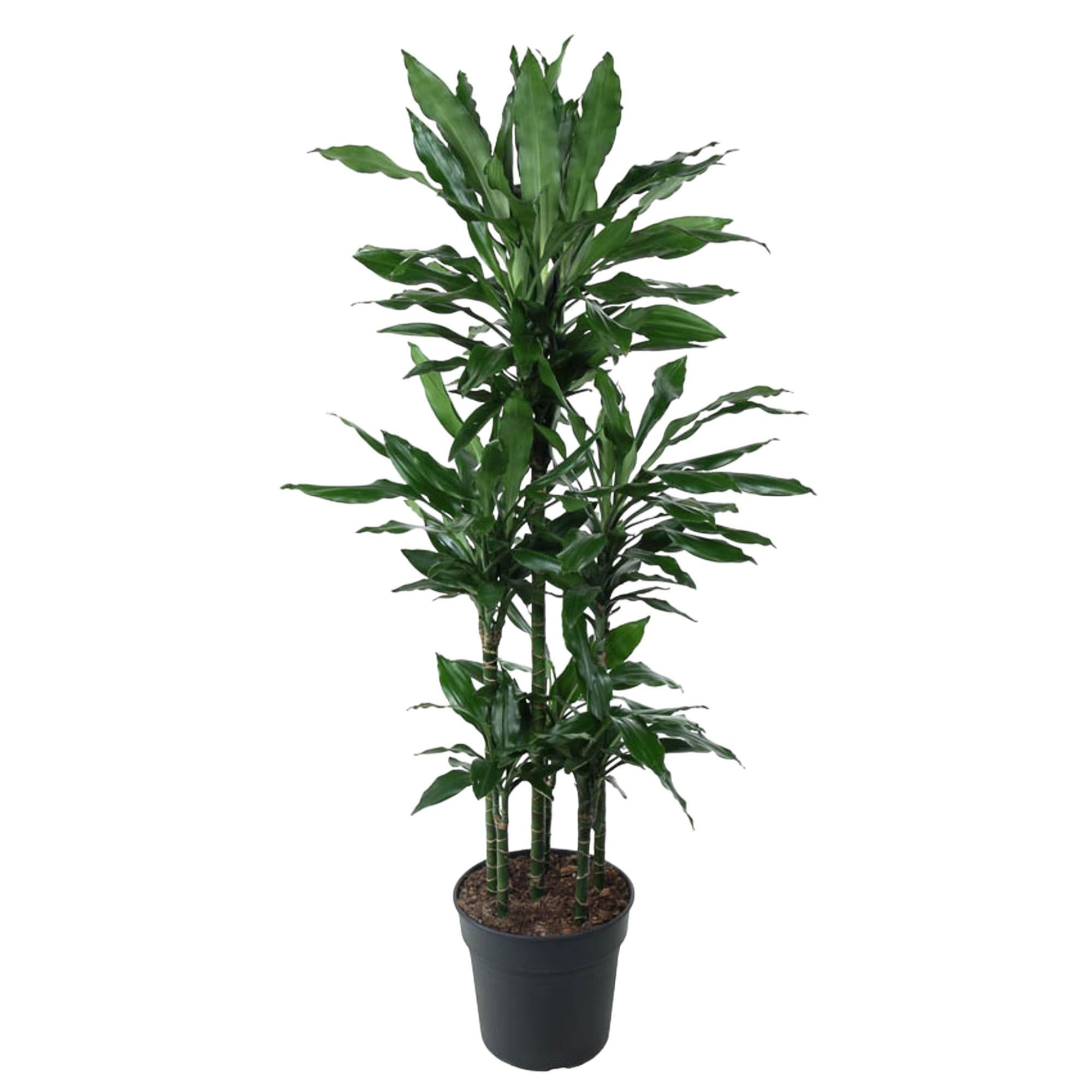 Drachenbaum Janet Lind - Dracaena Janet Lind Carrousel - 140 cm - ø31