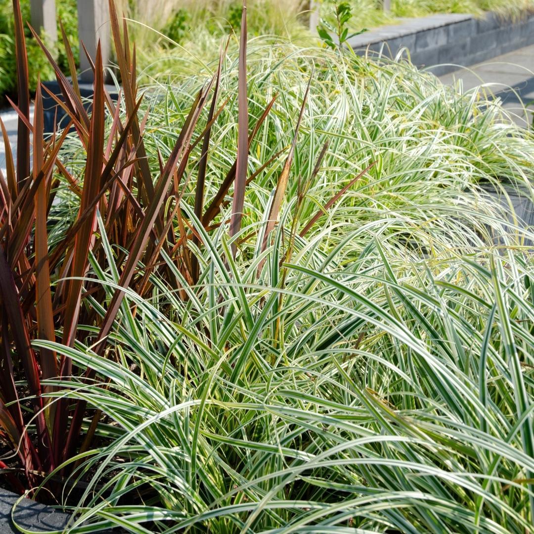 Ziergras - Carex hachijoensis 'Evergold'  - Ø 14 cm - ↨ 25 cm    3 Stück