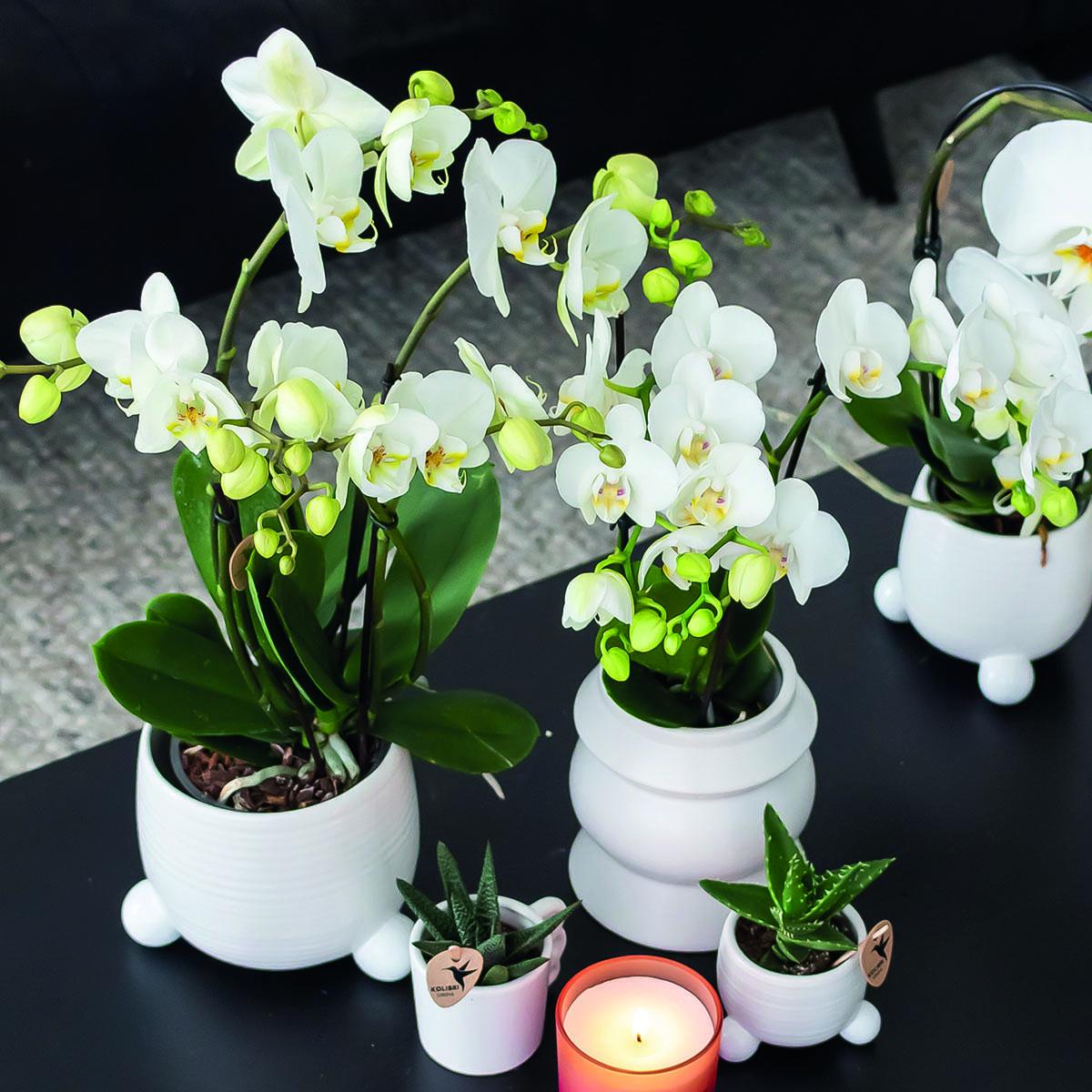 Kolibrie-orchideeën | COMBI DEAL van 2 witte Phalaenopsis orchideeën - Amabilis - potmaat Ø9cm | bloeiende kamerplant - vers van de veredelaar