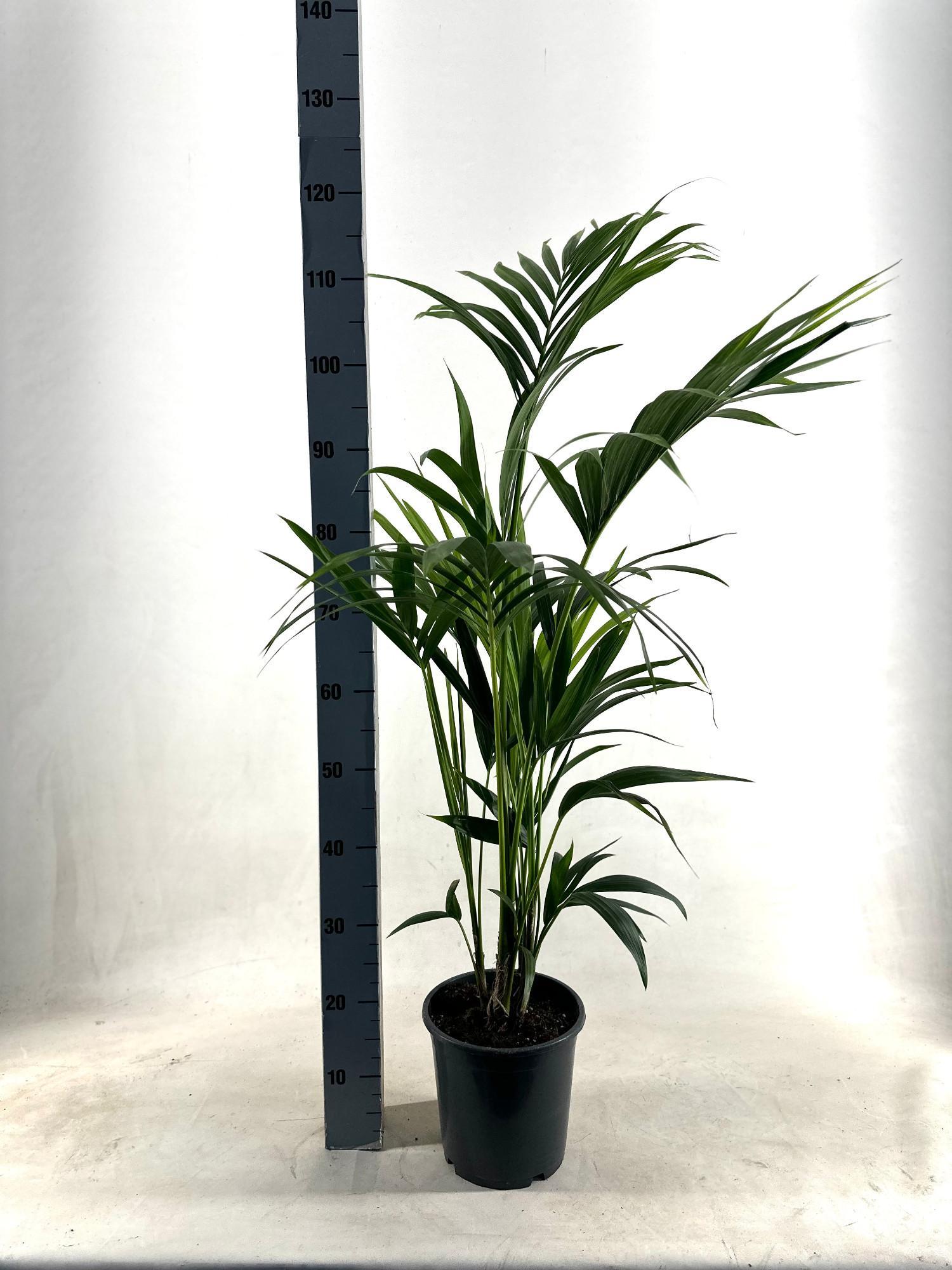 Kentia Palme - KENTIA - P21 H110 - 5PP - EcoLine (Howea Forsteriana) - Ø21cm - ↕110cm