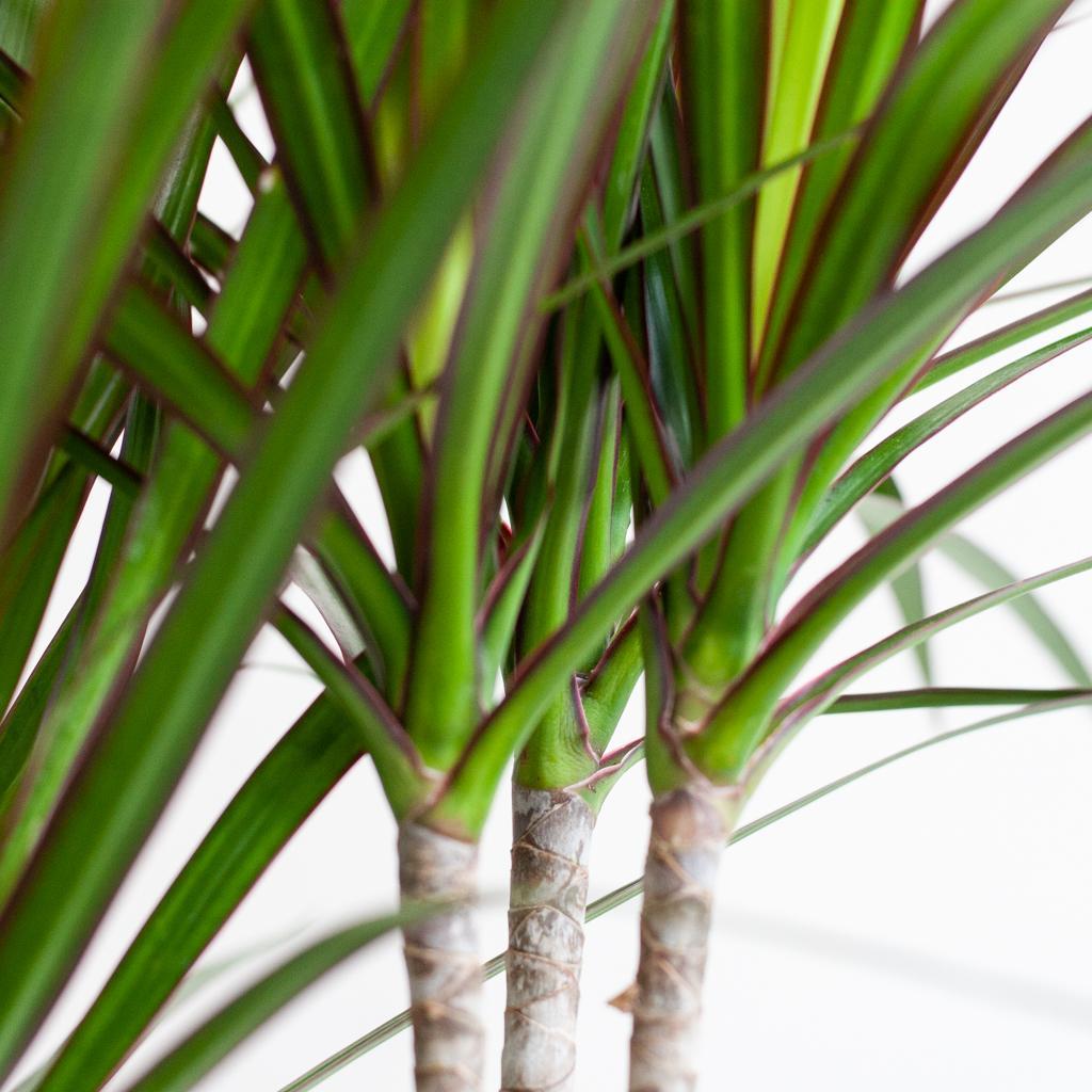 Drachenbaum Marginata - Dracaena Marginata mit bunten Lissabon-Korb - 95 cm - Ø21