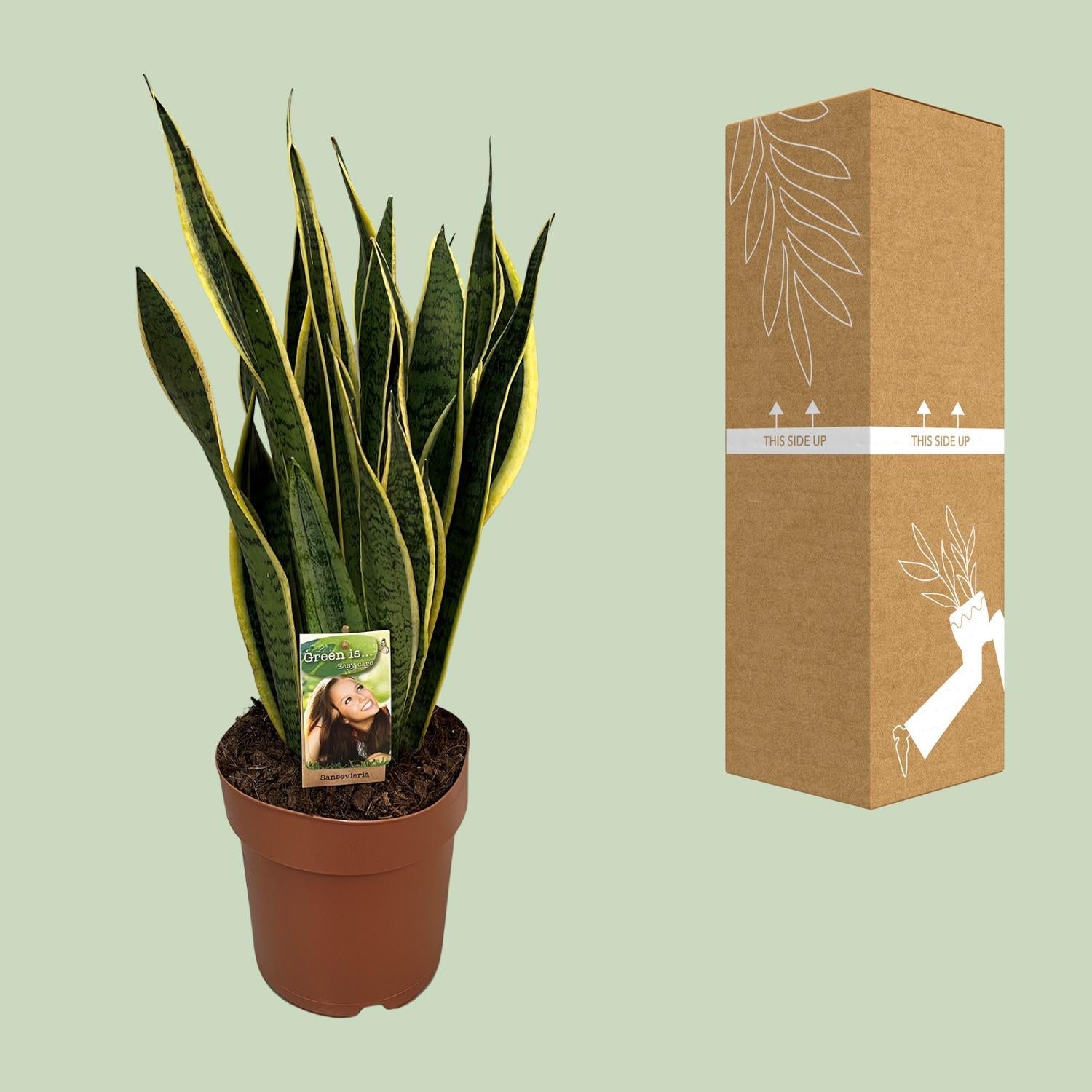 Schwiegermutterzunge - Sansevieria Trifasciata Laurentii - Ø21cm - ↕60cm