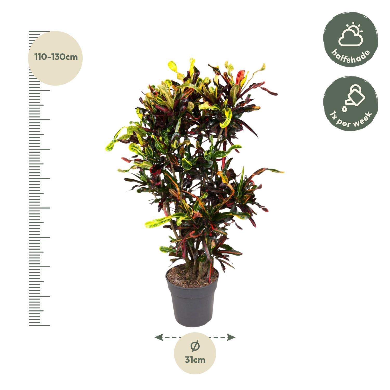 Wunderstrauch Mammi - Codiaeum variegatum Mammi - Kroton Mammi - 120 cm - ø31