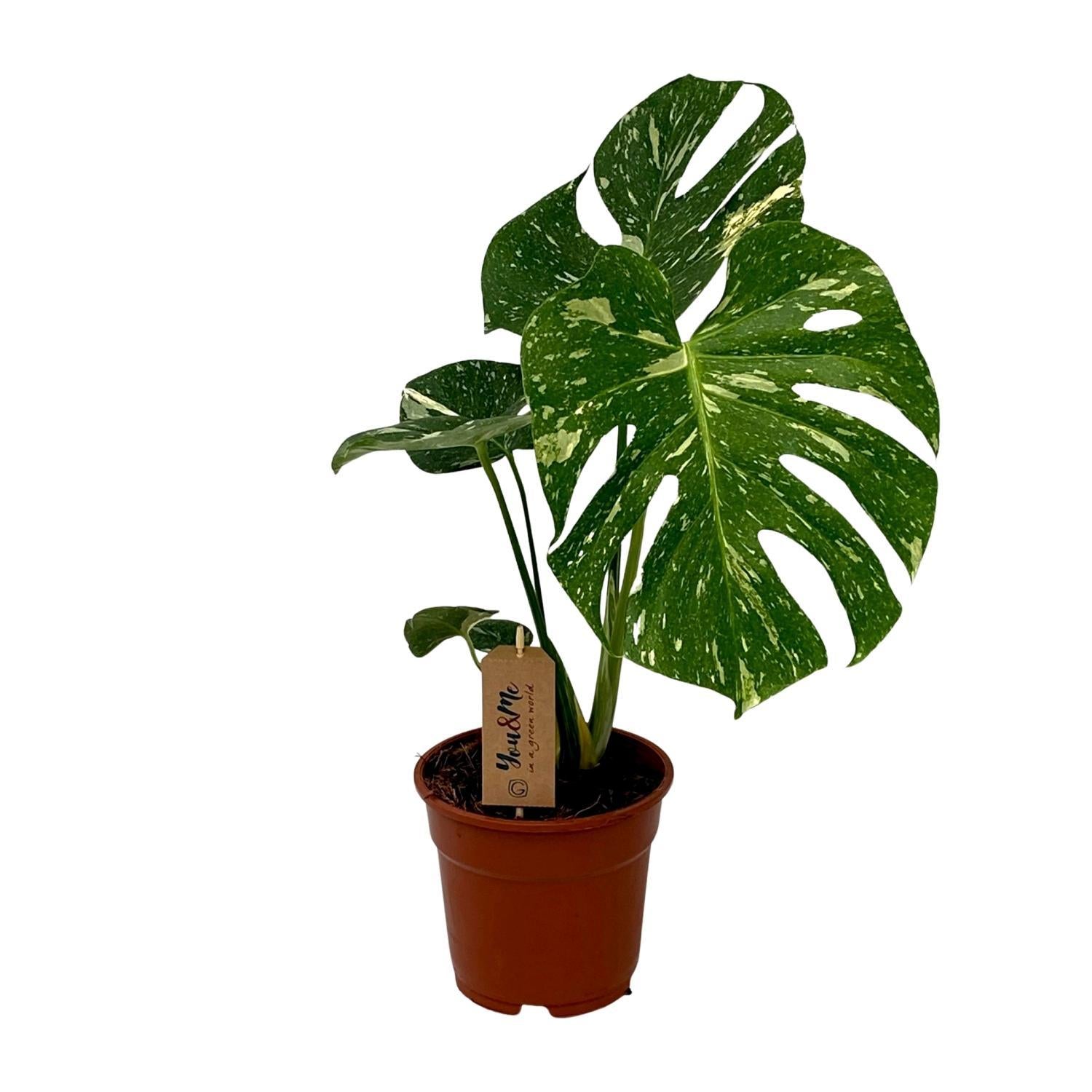 Schweizer Käsepflanze - Monstera Deliciosa - Ø17cm - ↕50cm