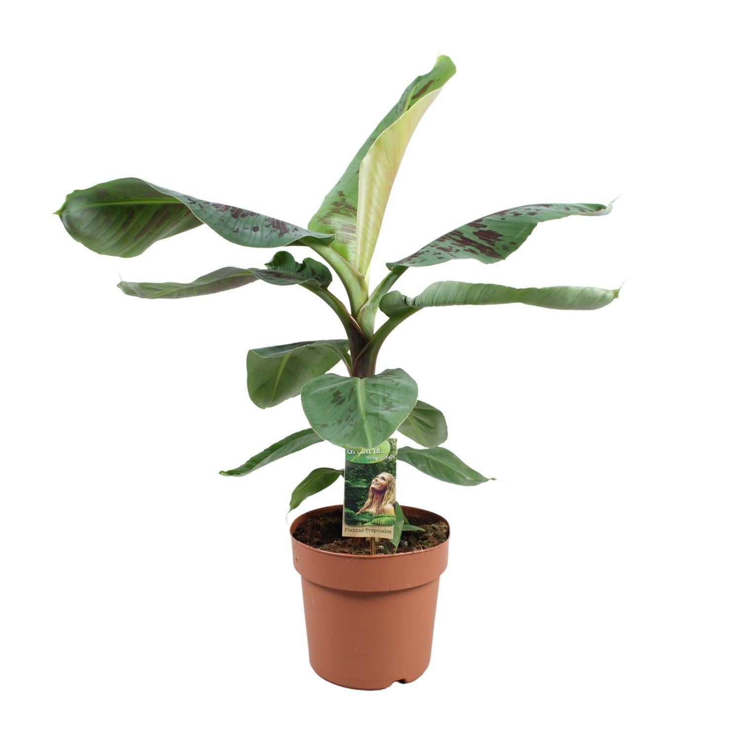 Bananenpflanze - Musa Dwarf Cavendish - Ø21cm - ↕70cm