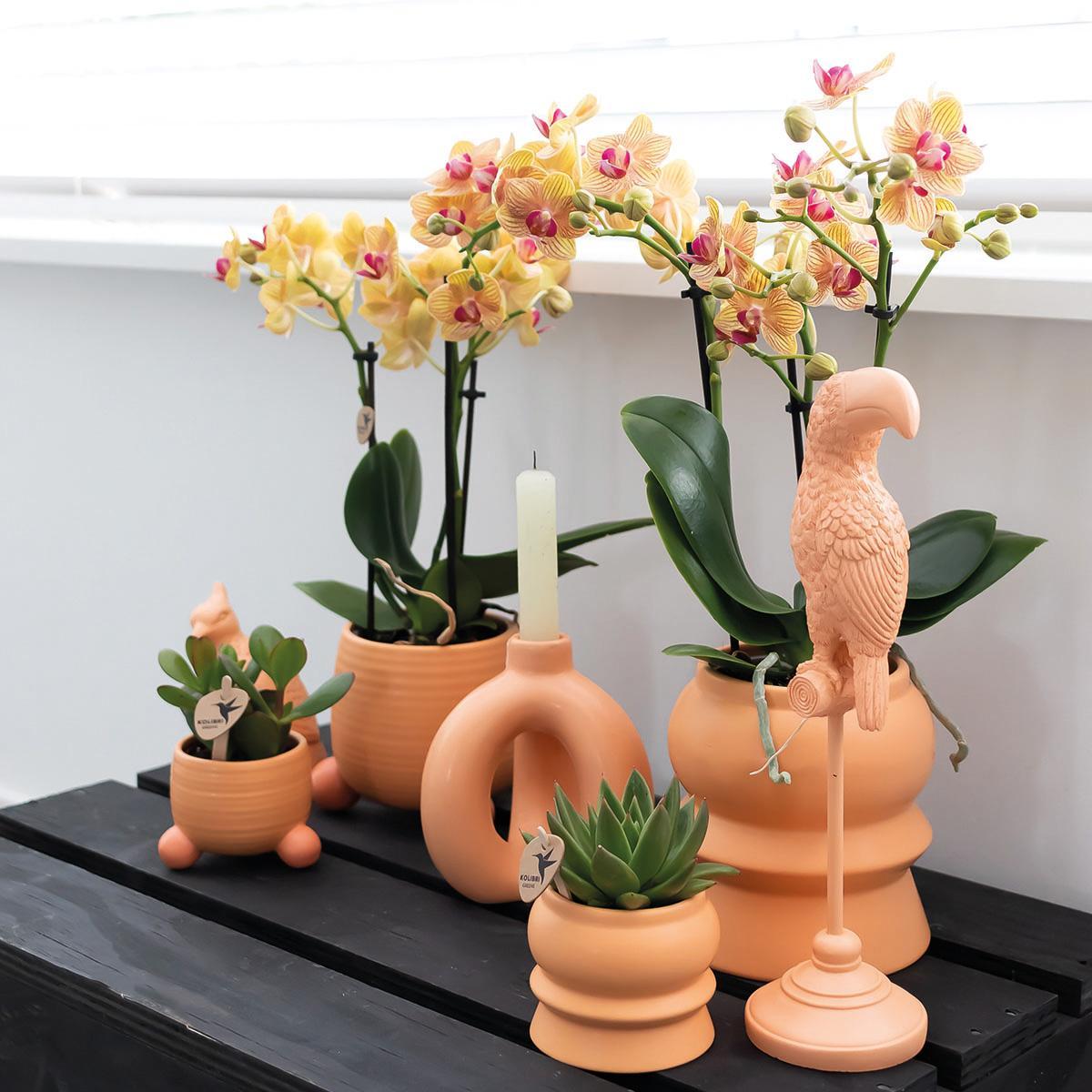 Kolibrie-orchideeën | Oranje Phalaenopsis orchidee - Jamaica + sierpot perzik - potmaat Ø9cm - 35cm hoog | bloeiende kamerplant in een bloempot - vers van de veredelaar