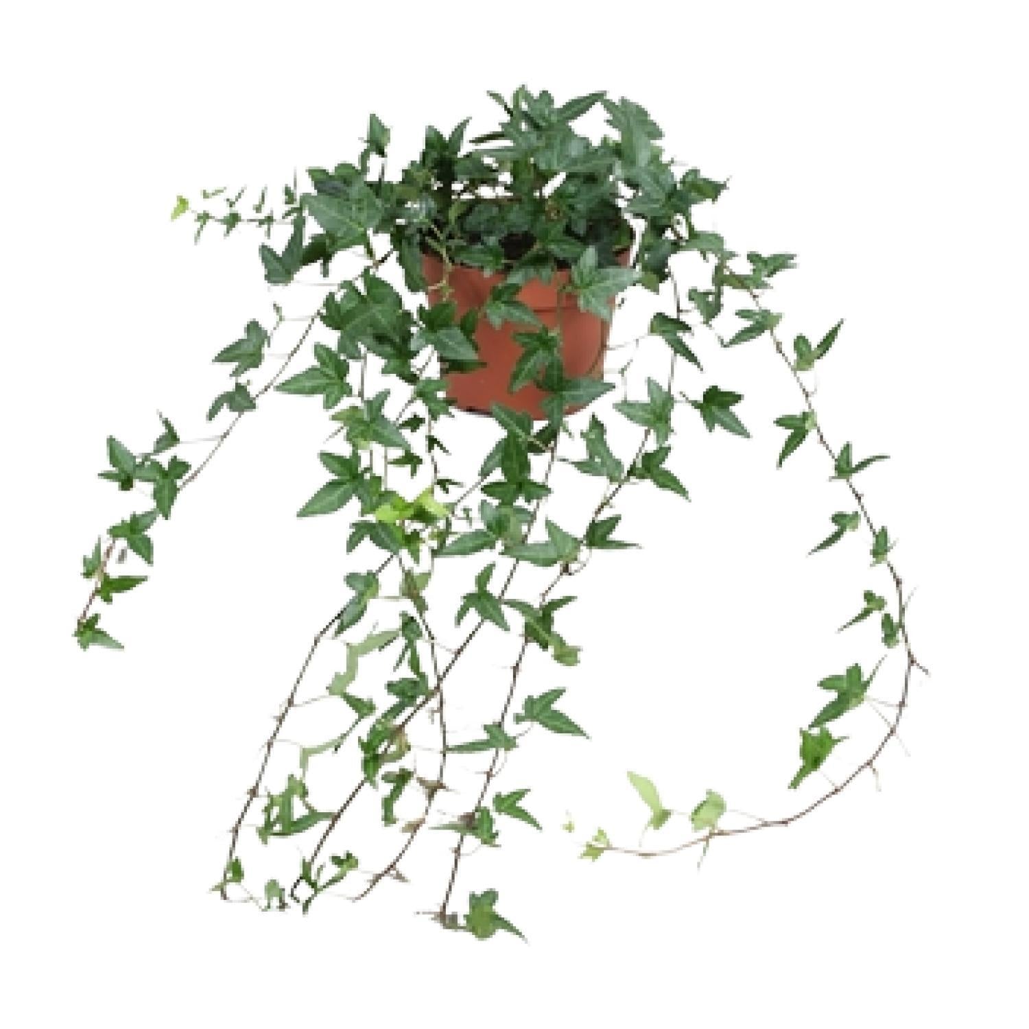 Efeu - Hedera Helix Shamrock - Medium Long - Ø13cm - ↕cm