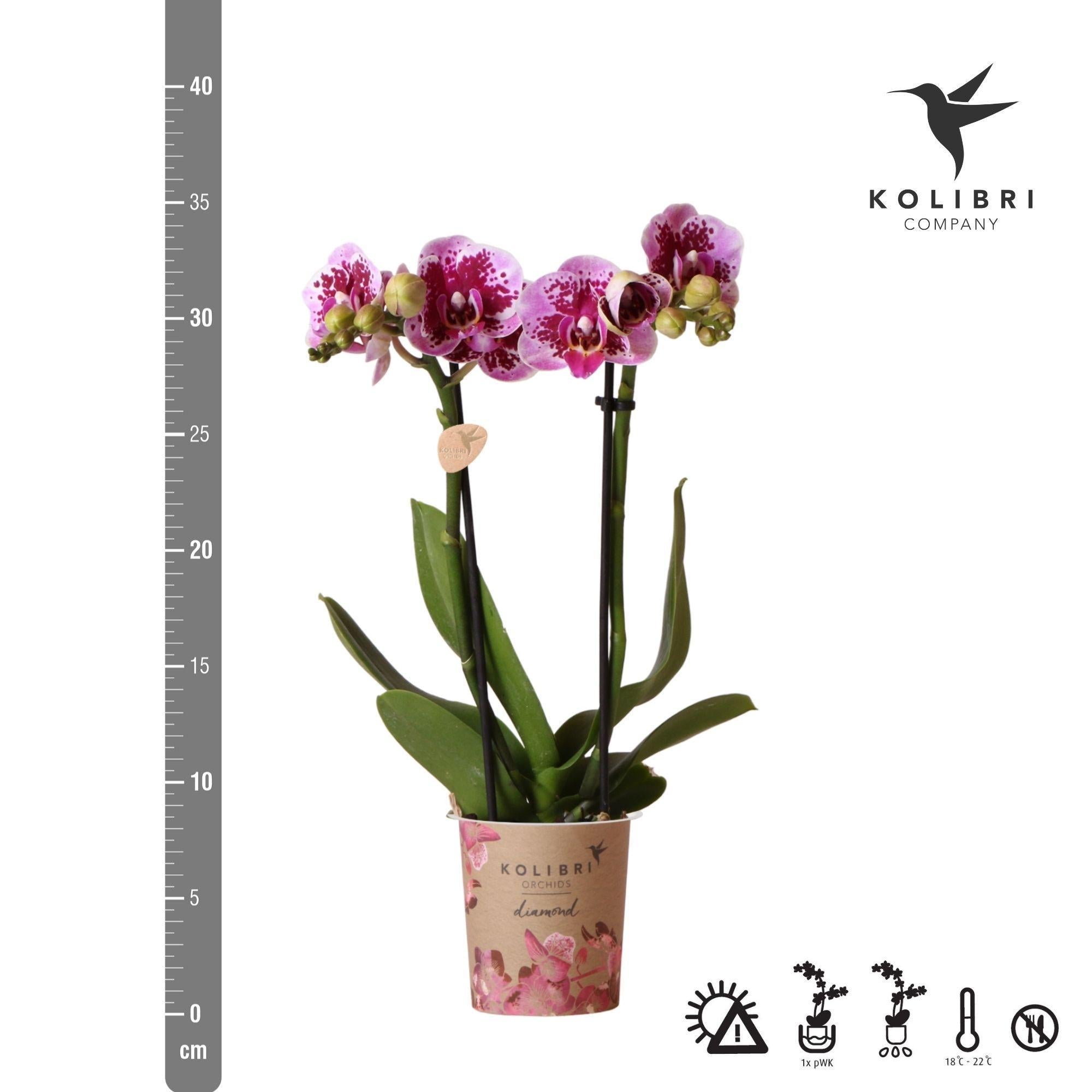 Kolibrie-orchideeën | Roze paarse Phalaenopsis orchidee - El Salvador - potmaat Ø9cm | bloeiende kamerplant - vers van de veredelaar