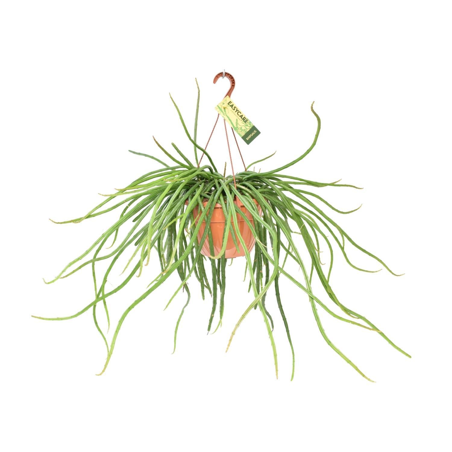 Mondscheinkaktus - Rhipsalis Selenicereus Wercklei Kaktus - Ø21cm - ↕50cm