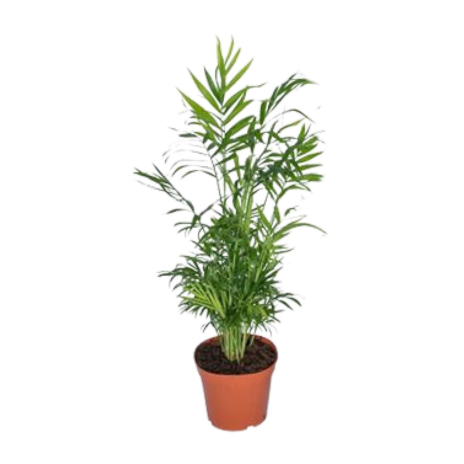 Mexikanische Bergpalme - Chamaedorea Elegans - Ø17 - ↨55cm