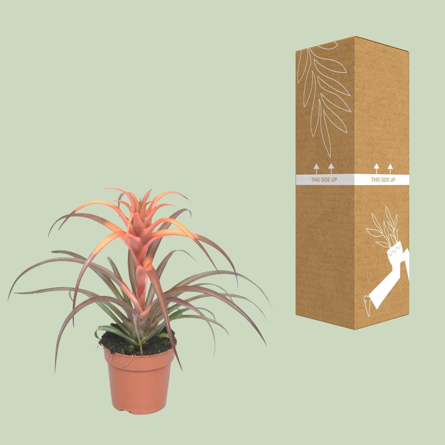 Tillandsia Capitata - Ø12cm - ↕30cm