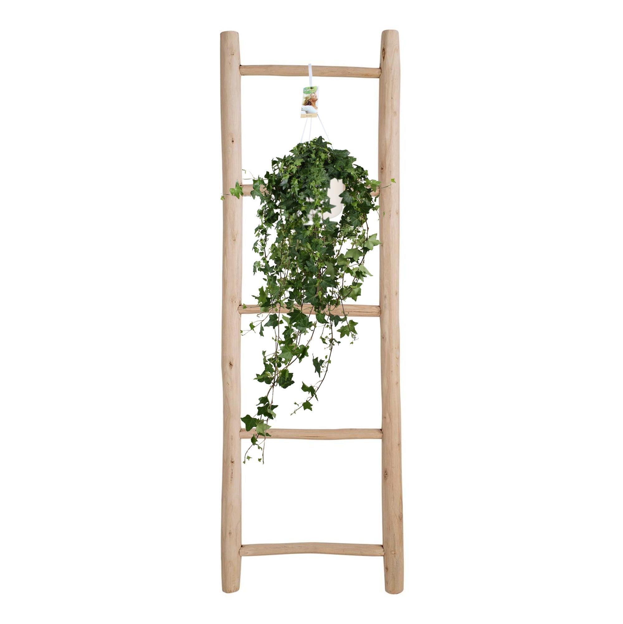 Gemeiner Efeu - Hedera Helix Pitsburg -  Ø17cm - ↕cm