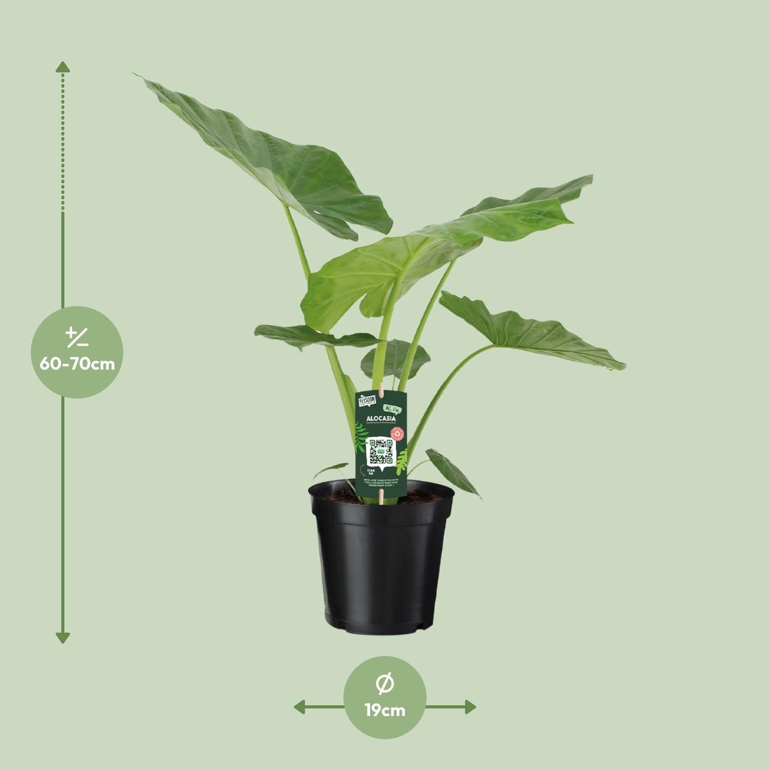 Riesen-Elefanten-Ohr oder Giant Taro - Alocasia Macrorrhiza - Ø19cm - ↕70cm