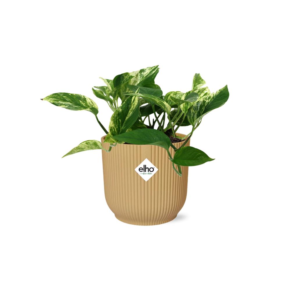 Efeutute - Scindapsus (Epipremnum) Marble Queen in ELHO Vibes Fold 14cm geel