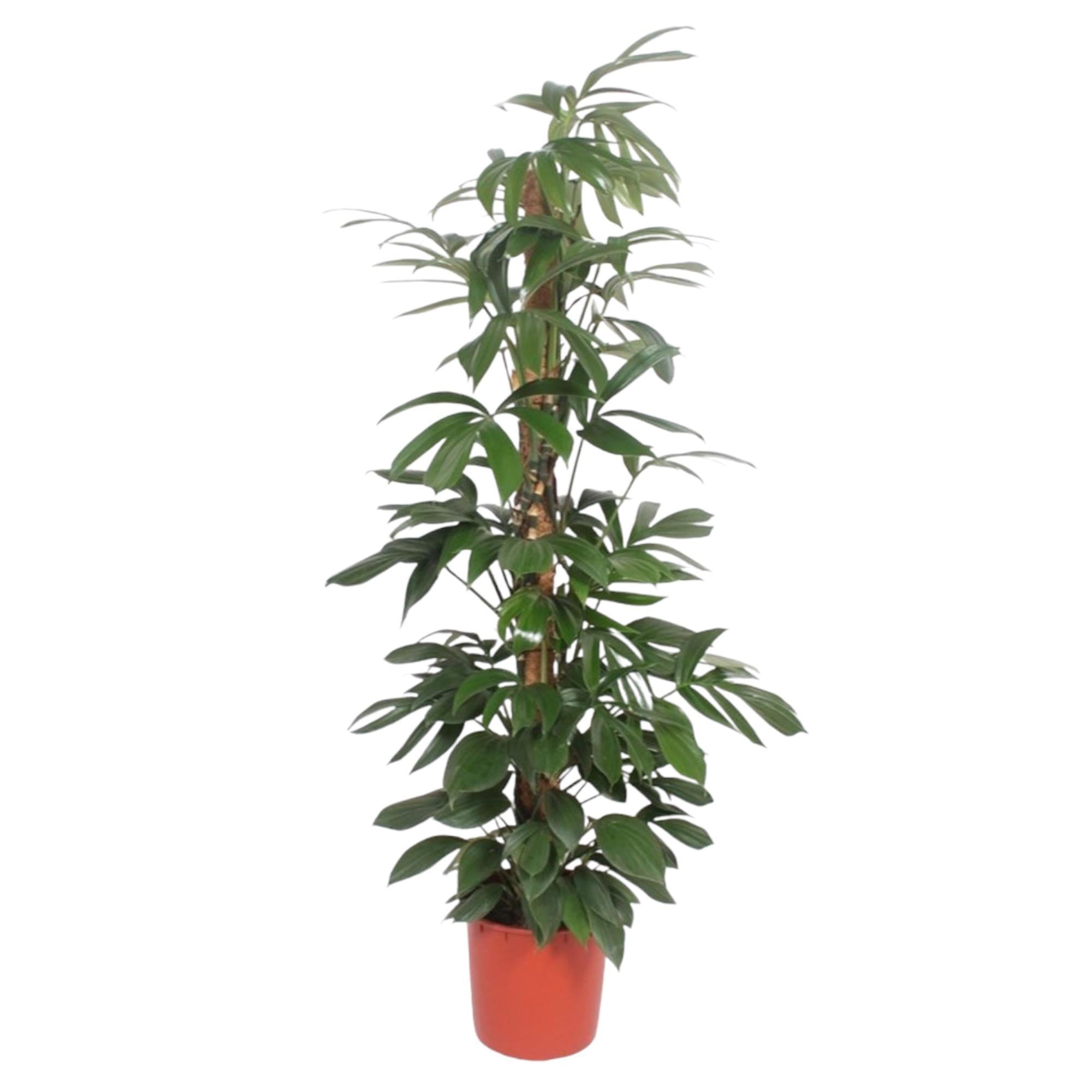 Philodendron Drakenstaart mosstok - 190 cm - ø34