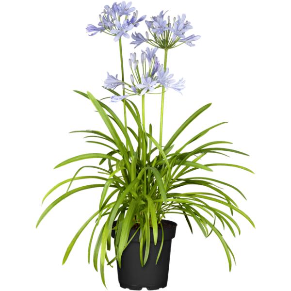 Schmucklilie - Agapanthus - Schmucklilie blaue Blüten