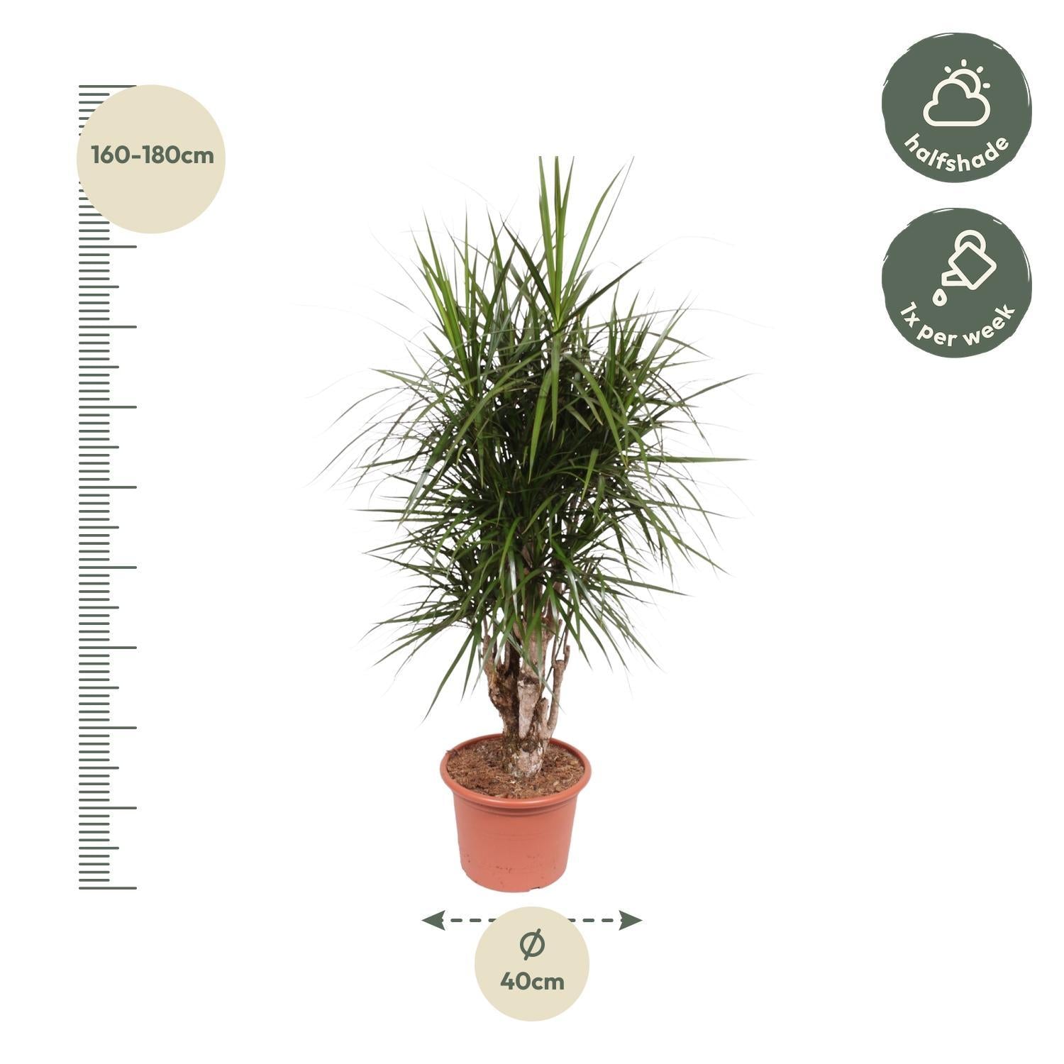 Drachenbaum Marginata - Dracaena Marginata verzweigt- 170 cm - ø40