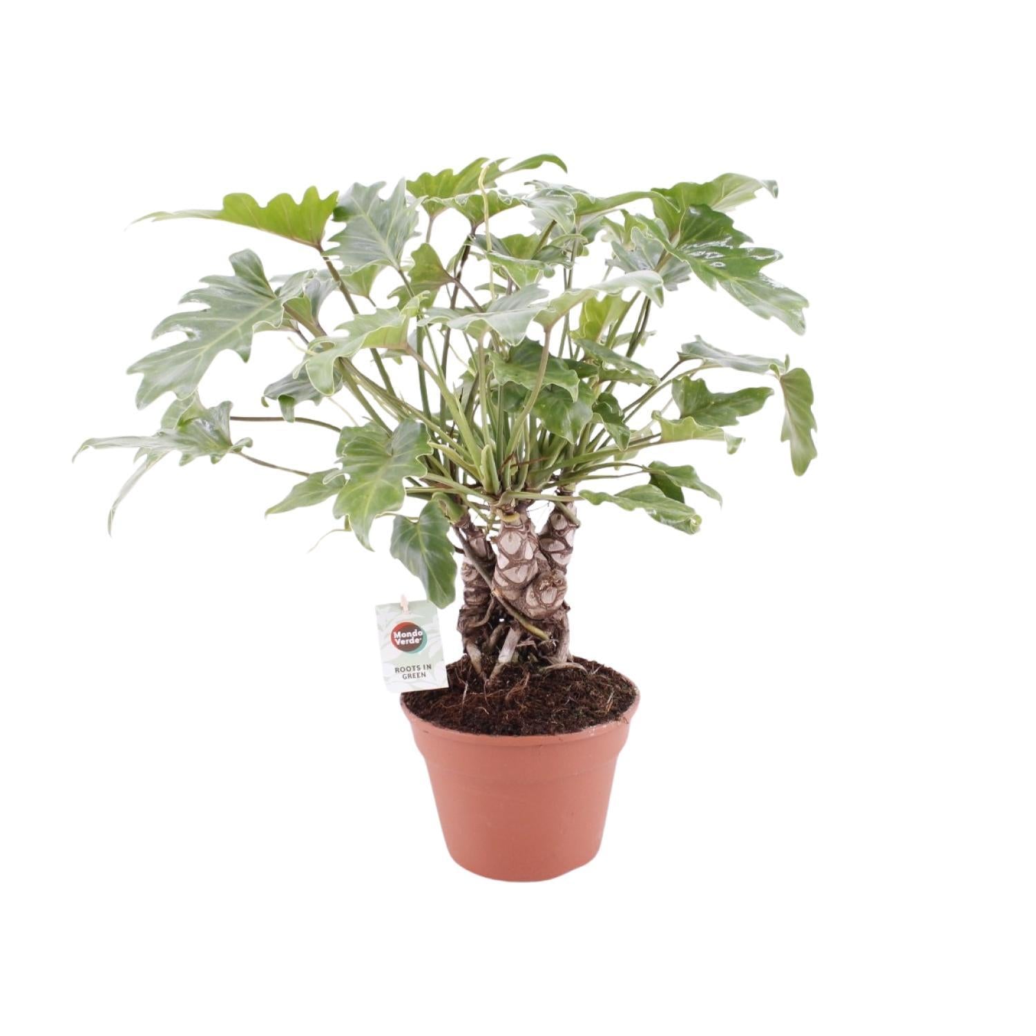 Philodendron Xanadu mit Stamm – Ø17 cm – ↕40 cm