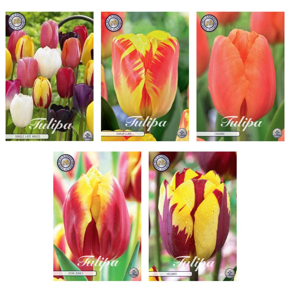 Tulpen Mix - Tulipa Blumenzwiebeln Mix (10) - 5 Spezies - 47 Blumenzwiebeln