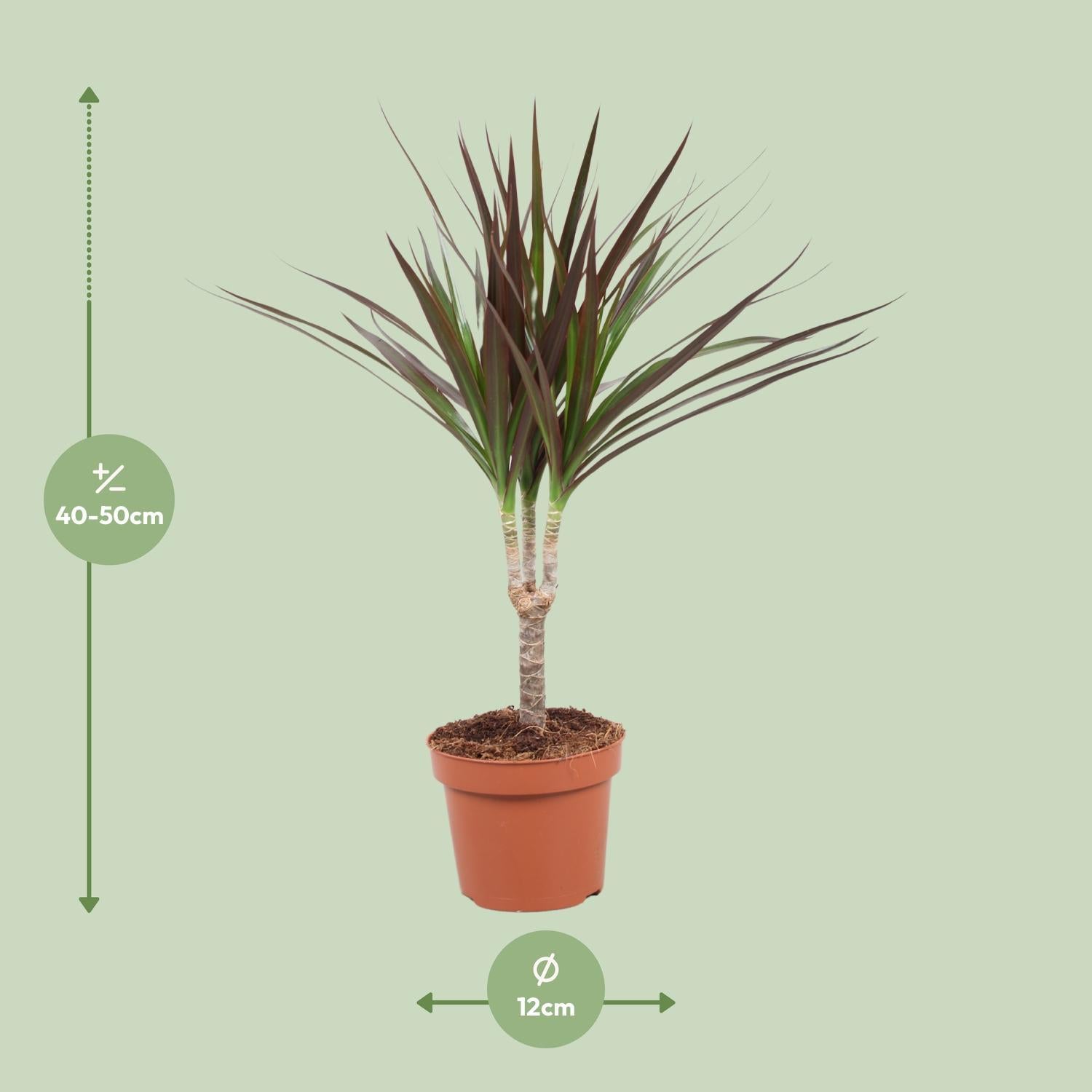 Drachenbaum - Dracaena Magenta - Ø12cm - ↕50cm