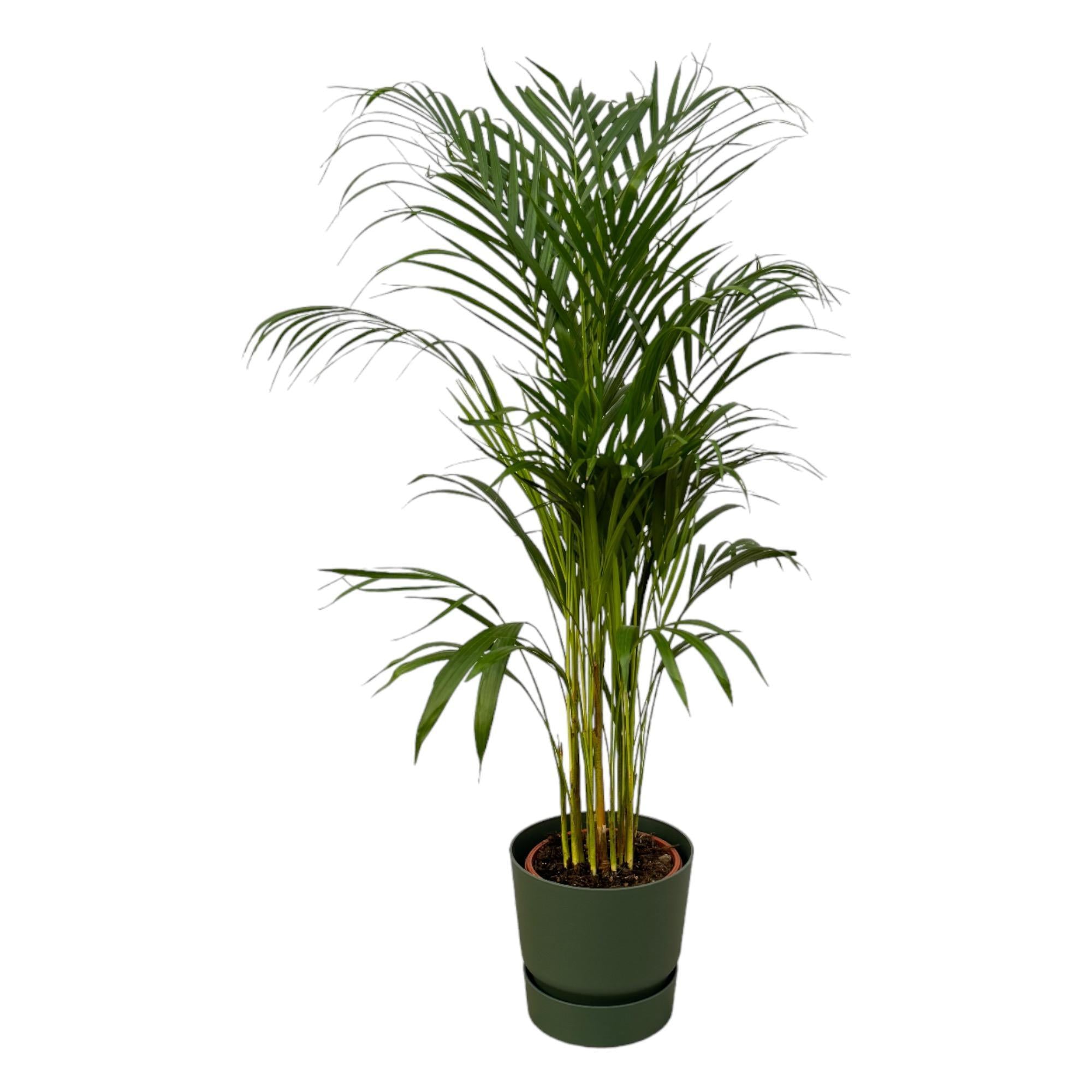 Arecapalm - ↨110cm - Ø21cm inclusief de Greenville Round large D24xH23