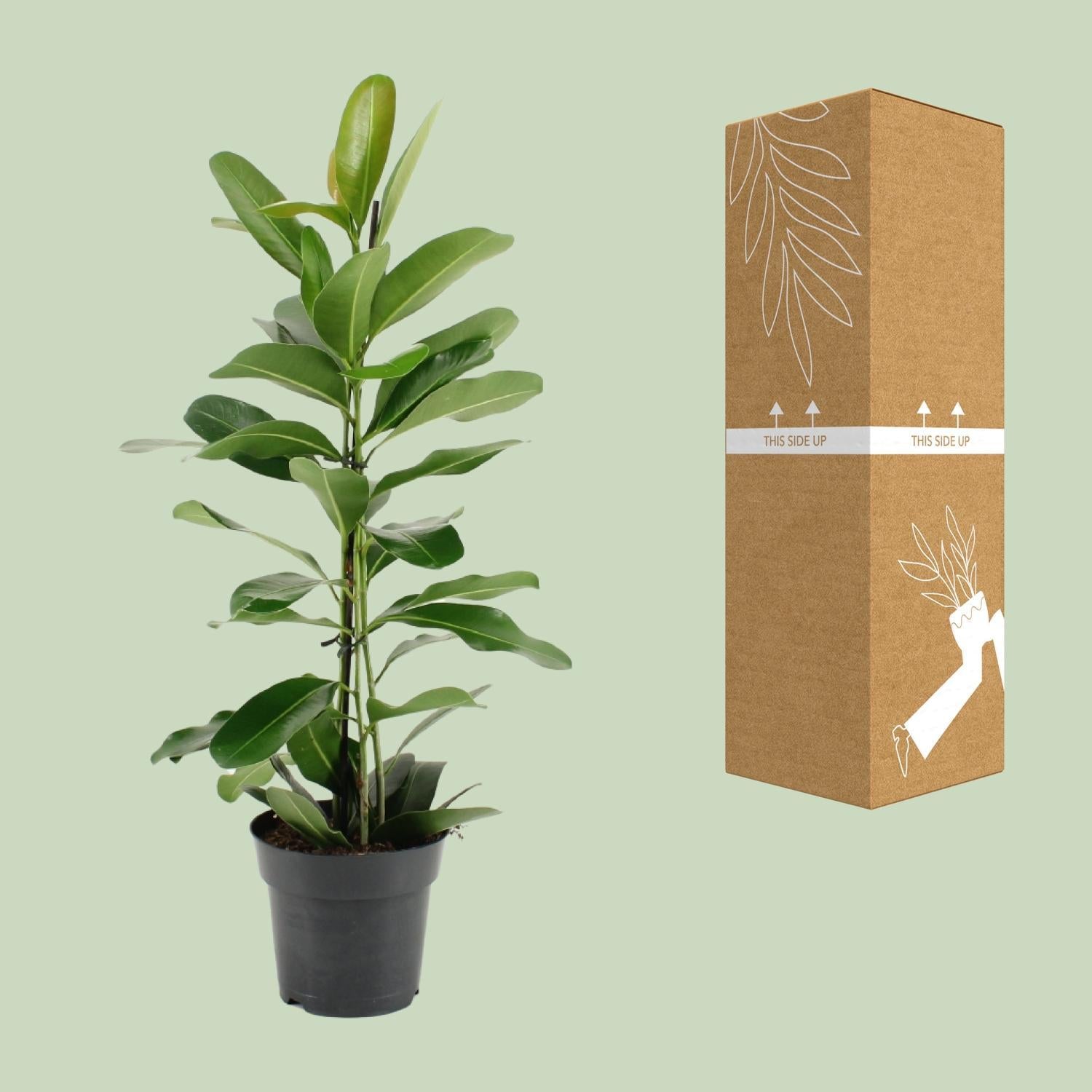 Lorbeerfeige Ficus Microcarpa Smile® - Ø17cm - ↕70cm