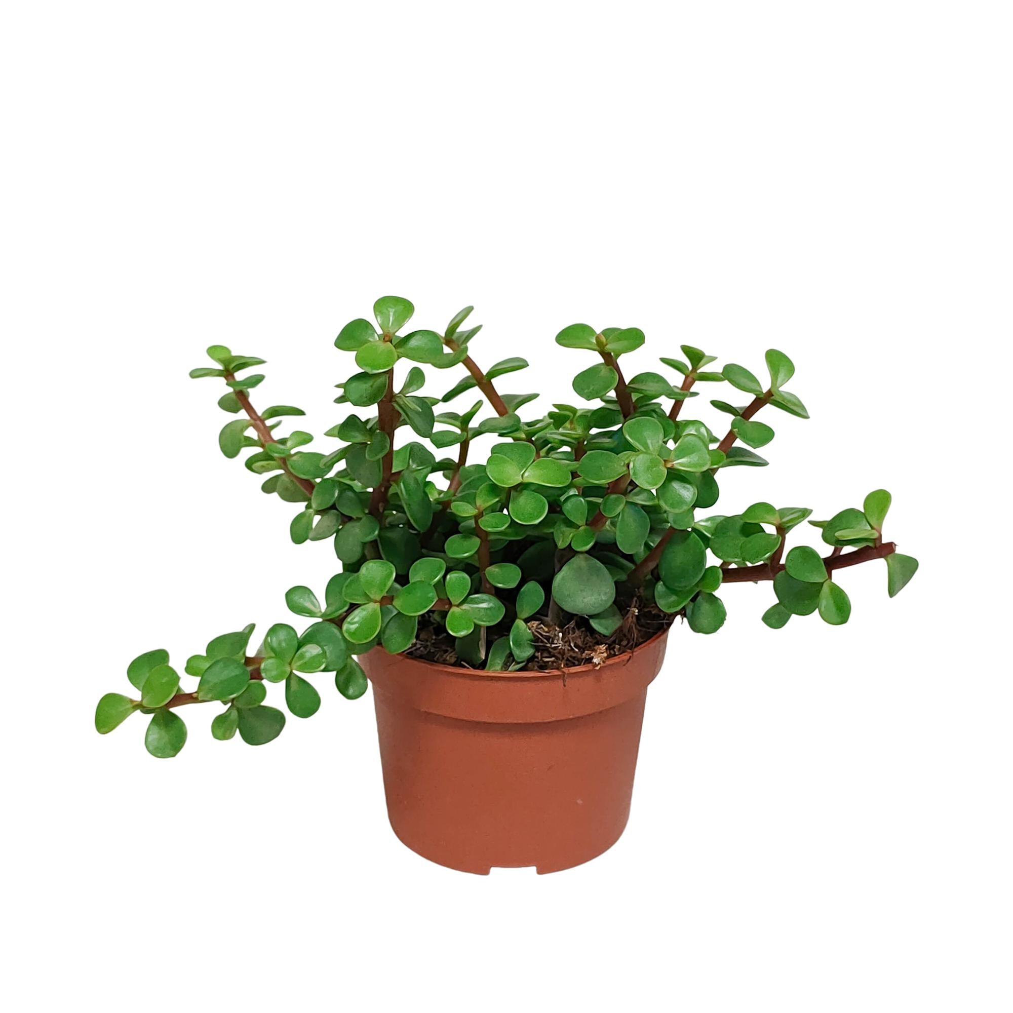 Portulaca afra - zonder pot