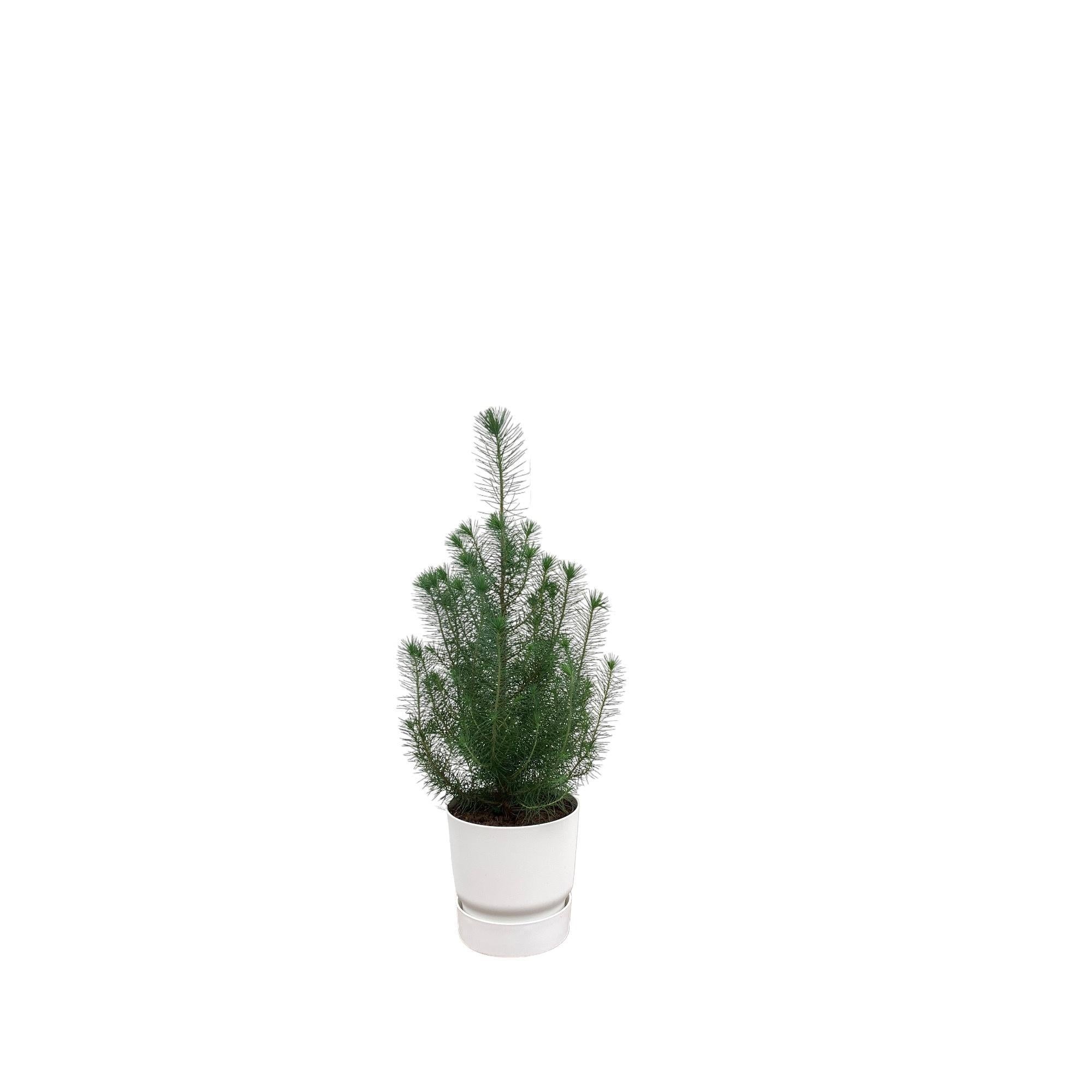 Combideal - Pinus Pinea inclusief de Greenville Rond met Ø18 - 50 cm