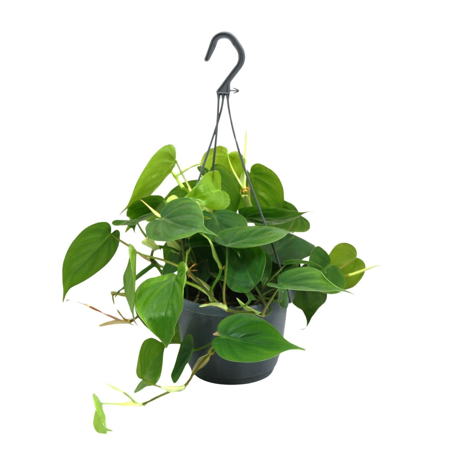 Herzblattphilodendron - Philodendron Scandens - Ø15cm - ↕35cm