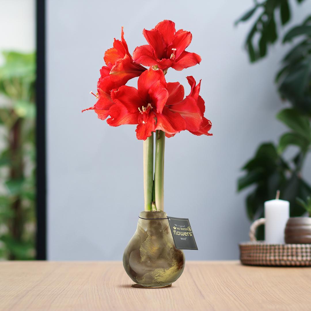 No Water Flowers® (wax amaryllis) | Univerz Jupiter - Brown + Red flower