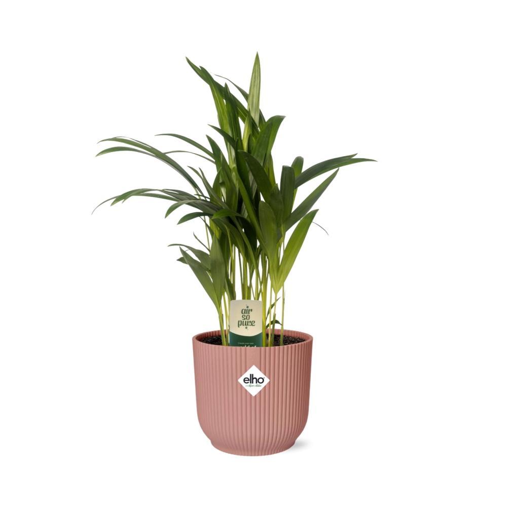 Arecapalme Dypsis Lutescens - 12cm in ELHO Vibes Topf Fold 14cm rosa