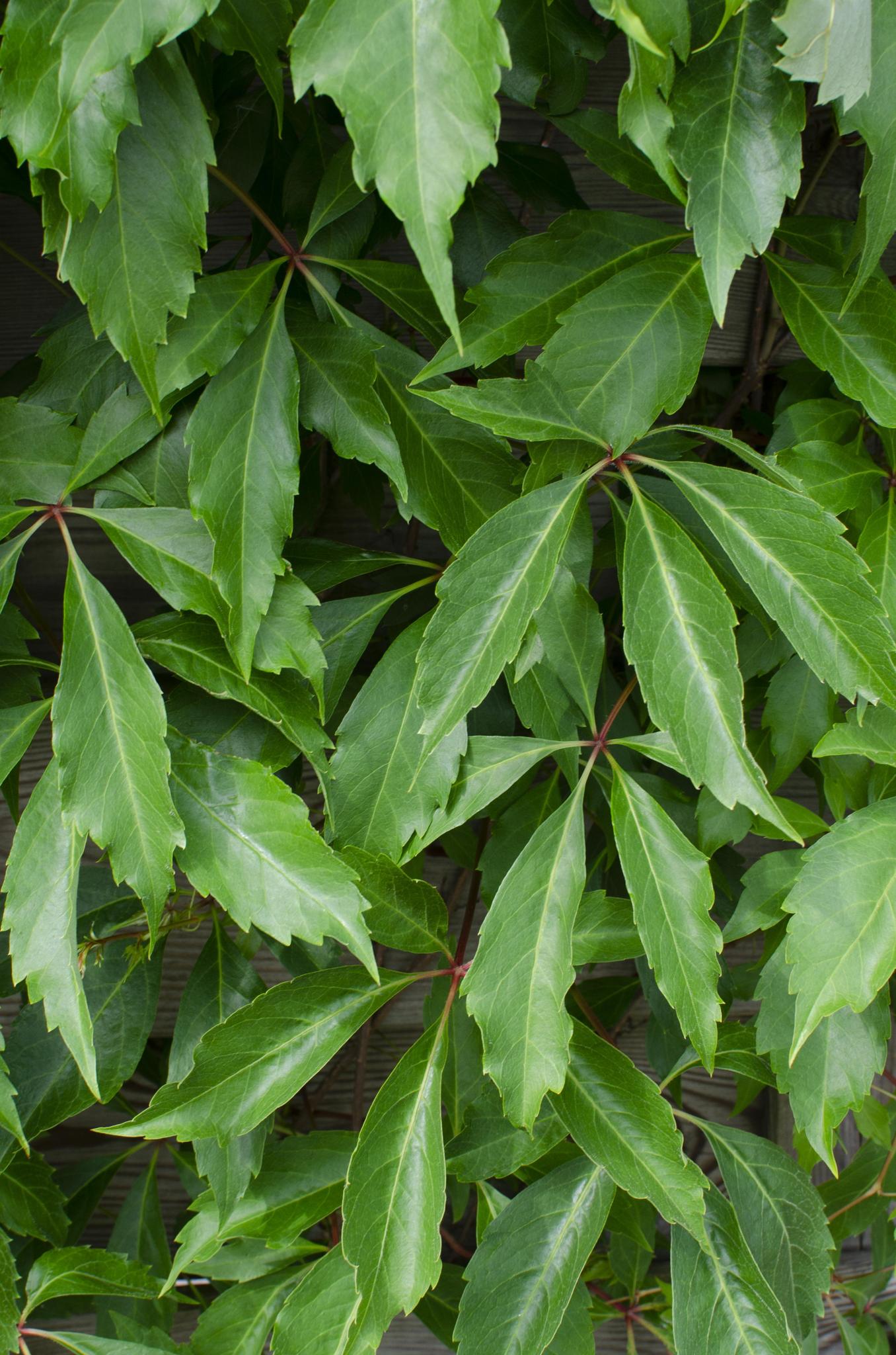 Wilder Wein 'Engelmannii - Parthenocissus q. var. 'Engelmannii' - ↨65cm - Ø15