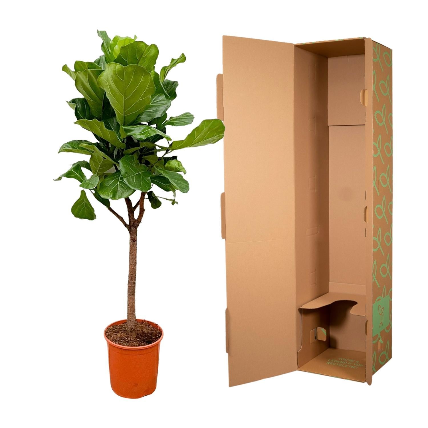 Geigenfeige - Ficus Lyrata Baum - 180cm - ⌀30