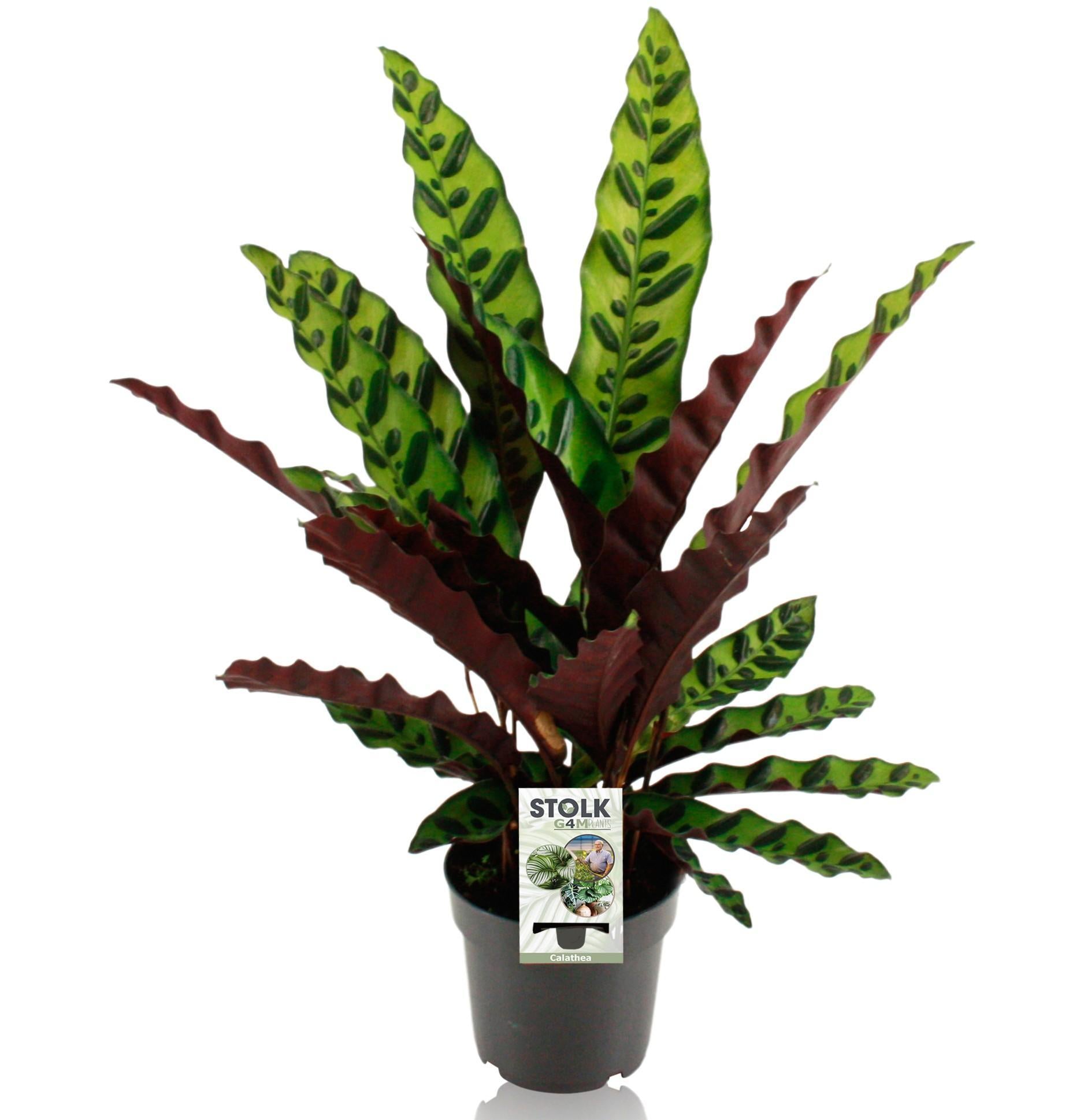 Klapperschlangenpflanze -  Calathea Lancifolia Insignis - 14cm - ↕45cm