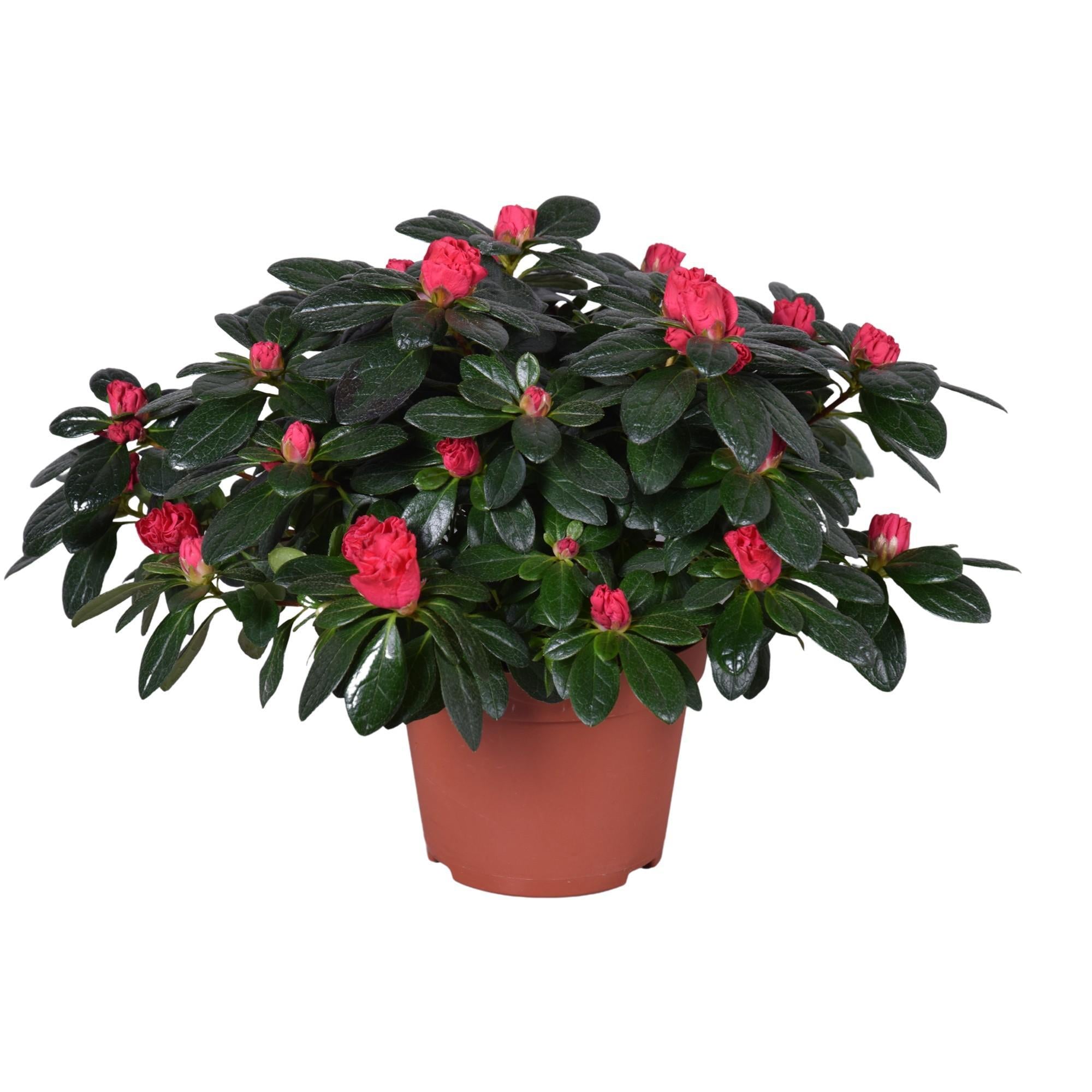 Azalee Otto Rot - Azalea 'Otto' Rood 13cm - Ø13cm - ↕30cm