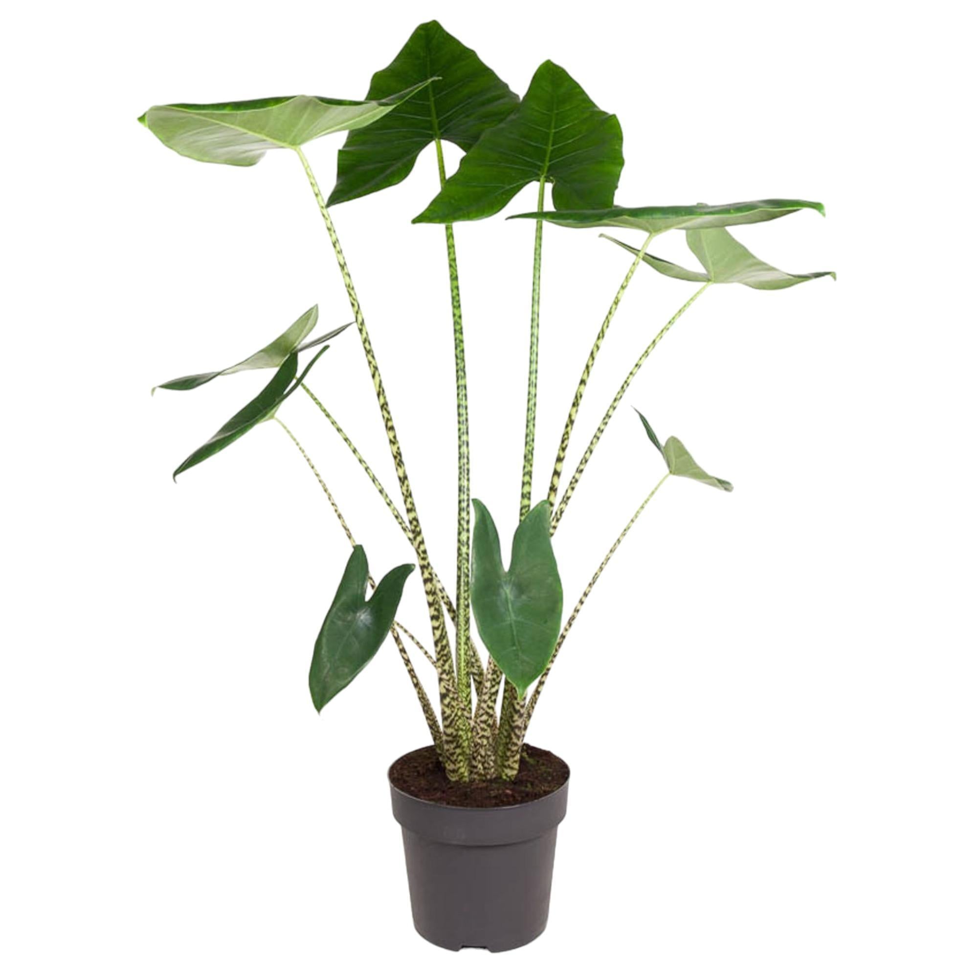 Elefantenohr - Alocasia Zebrina - 130 cm - ø32