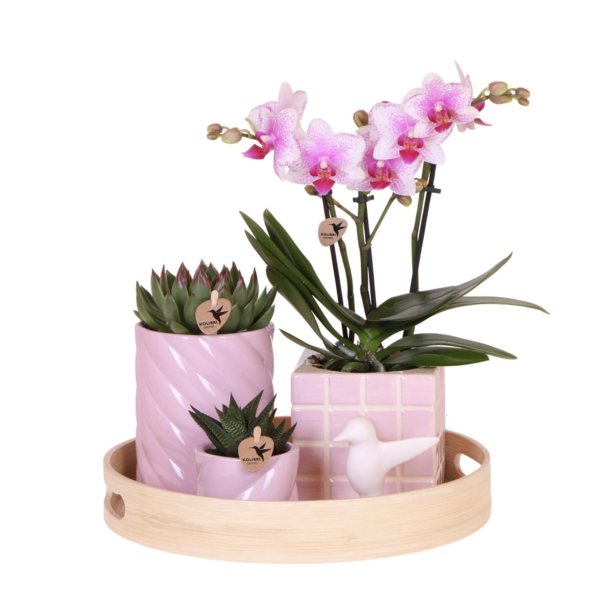 Orchideen Pflanzenset - Phalaenopsis Orchidee rose und Sukkulenten inkl. Keramischen Ziertöpfen