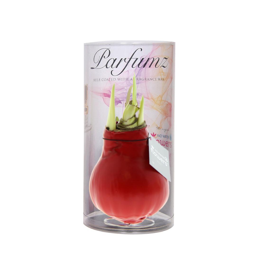 No Water Flowers® (wax amaryllis) | Parfumz - Cherry + Red flower