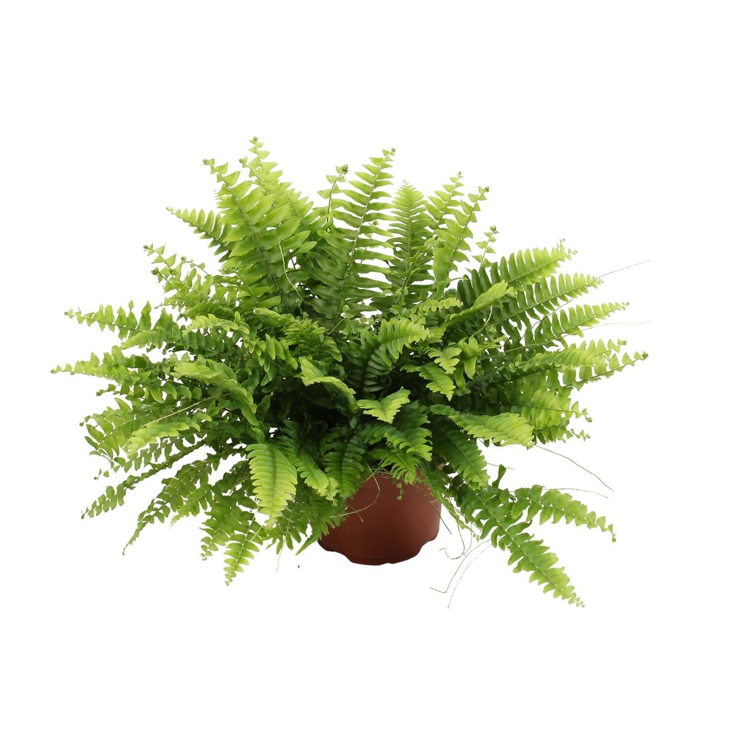 Nephrolepis Boston Green Moment - Ø12cm - ↕20cm