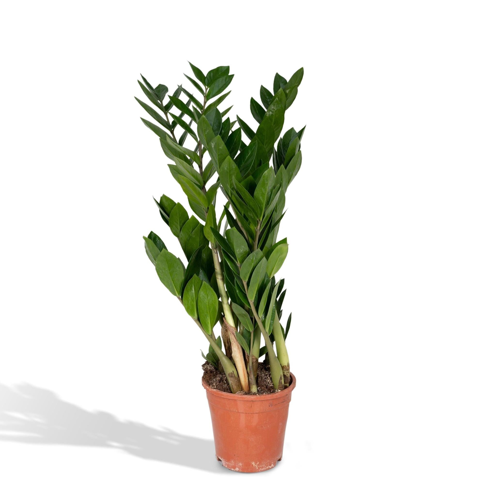 Smaragdpalme oder Glücksfeder - Zamioculcas Zamiifolia - Ø17cm - ↕70cm